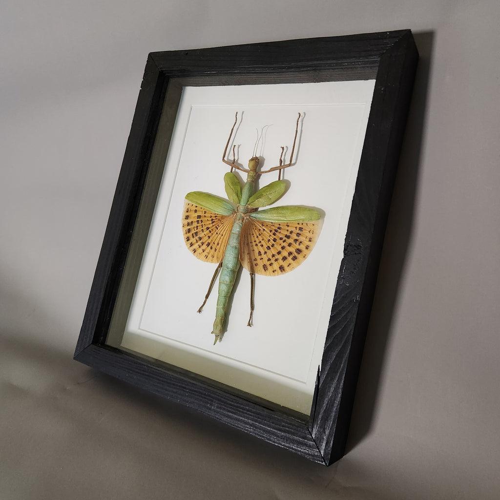 Orange Spotted Stick Insect