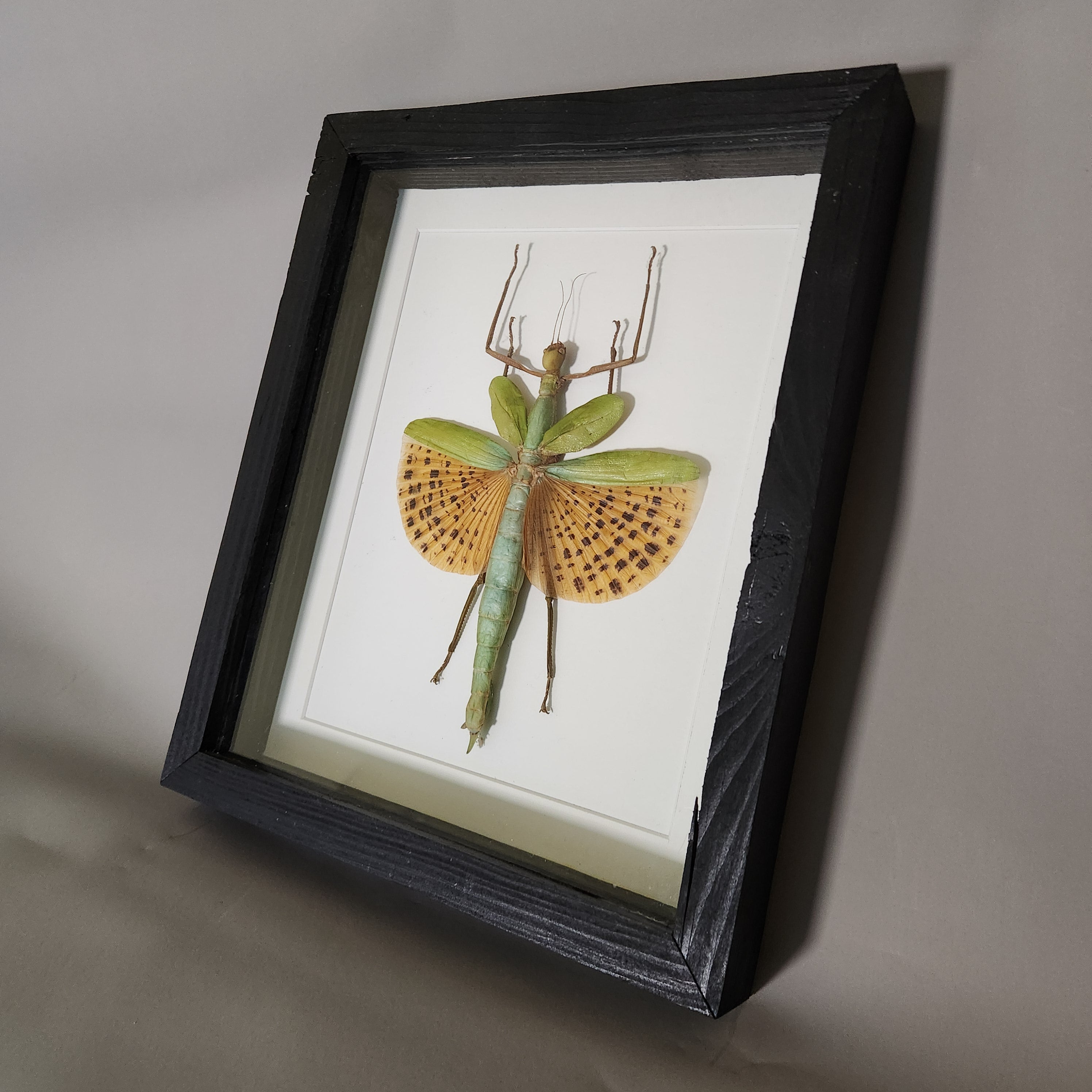 Orange Spotted Stick Insect