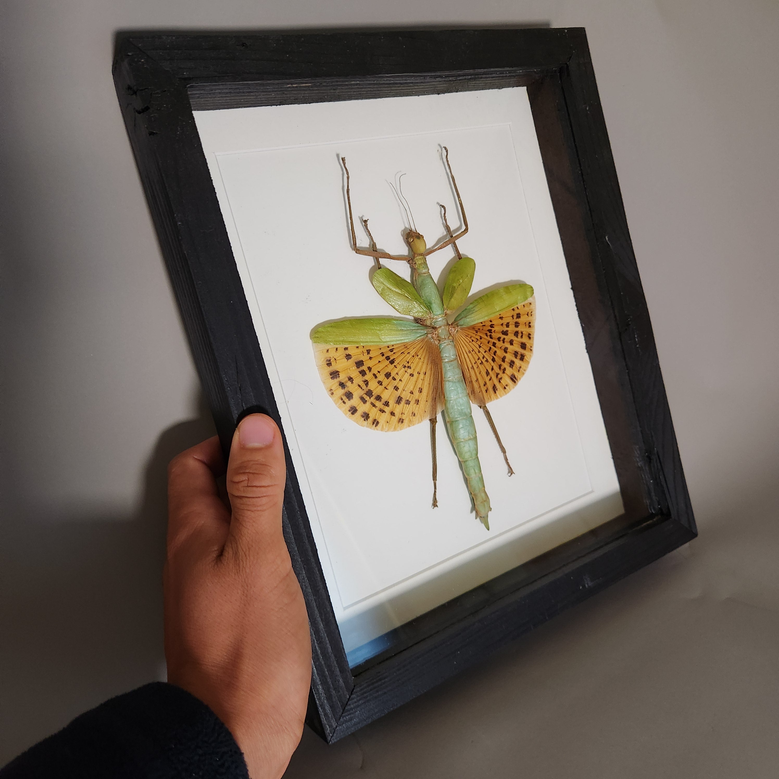 Orange Spotted Stick Insect