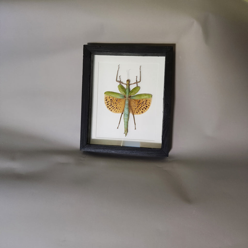 Orange Spotted Stick Insect