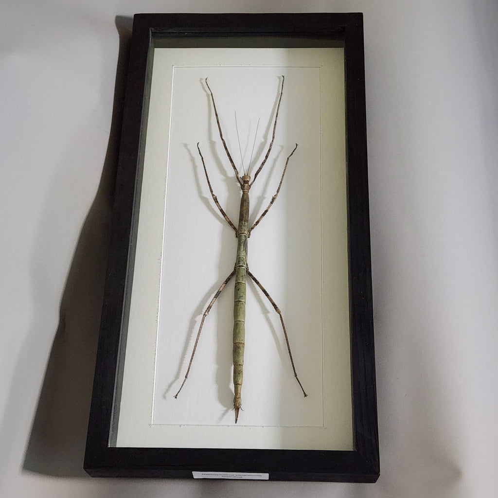 Giant Stick Insect