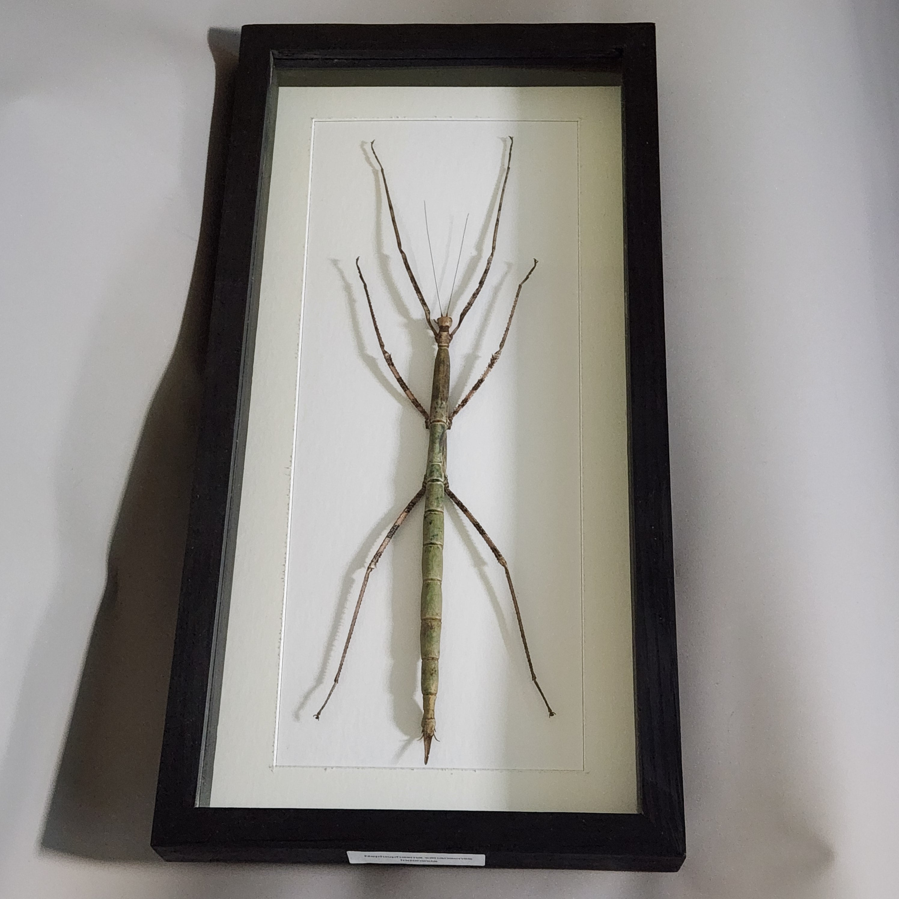 Giant Stick Insect
