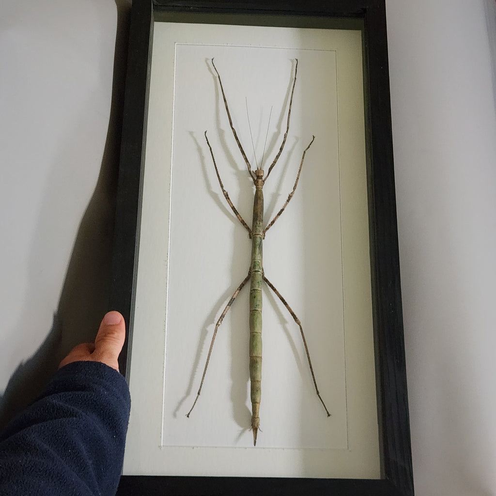 Giant Stick Insect