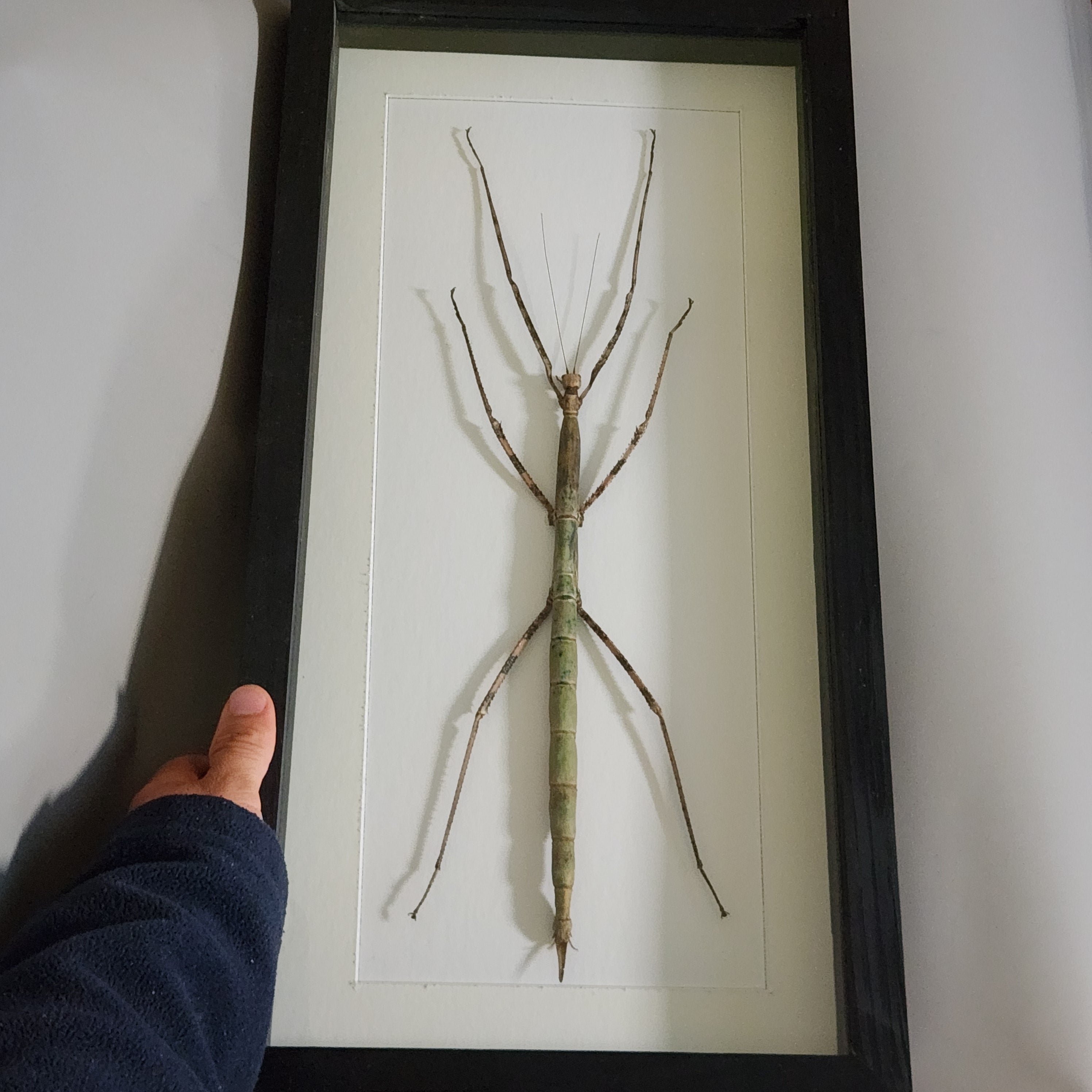 Giant Stick Insect