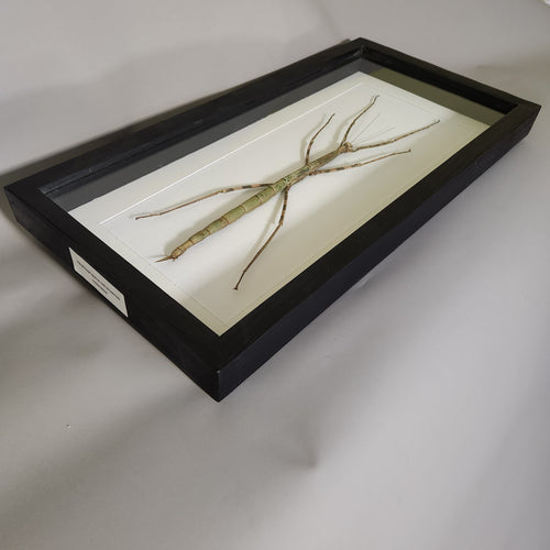 Giant Stick Insect