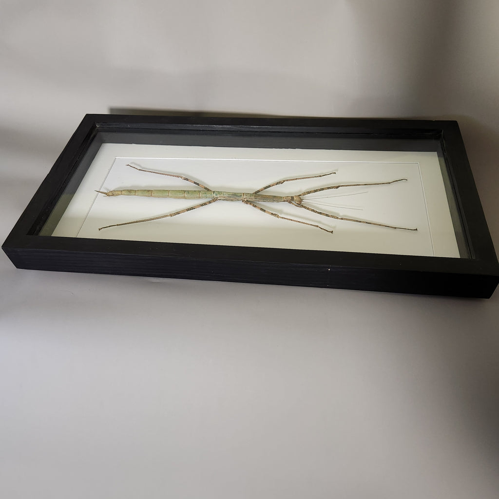 Giant Stick Insect