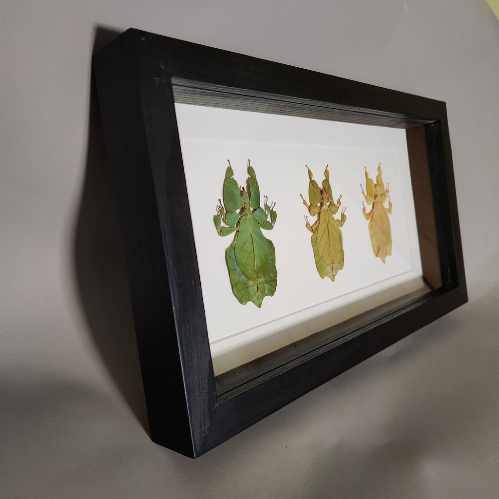 Leaf Insect Collection