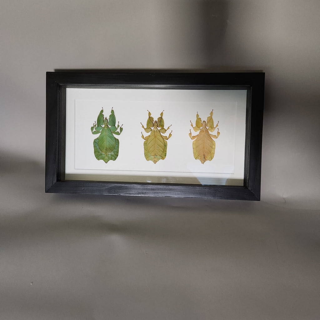 Leaf Insect Collection