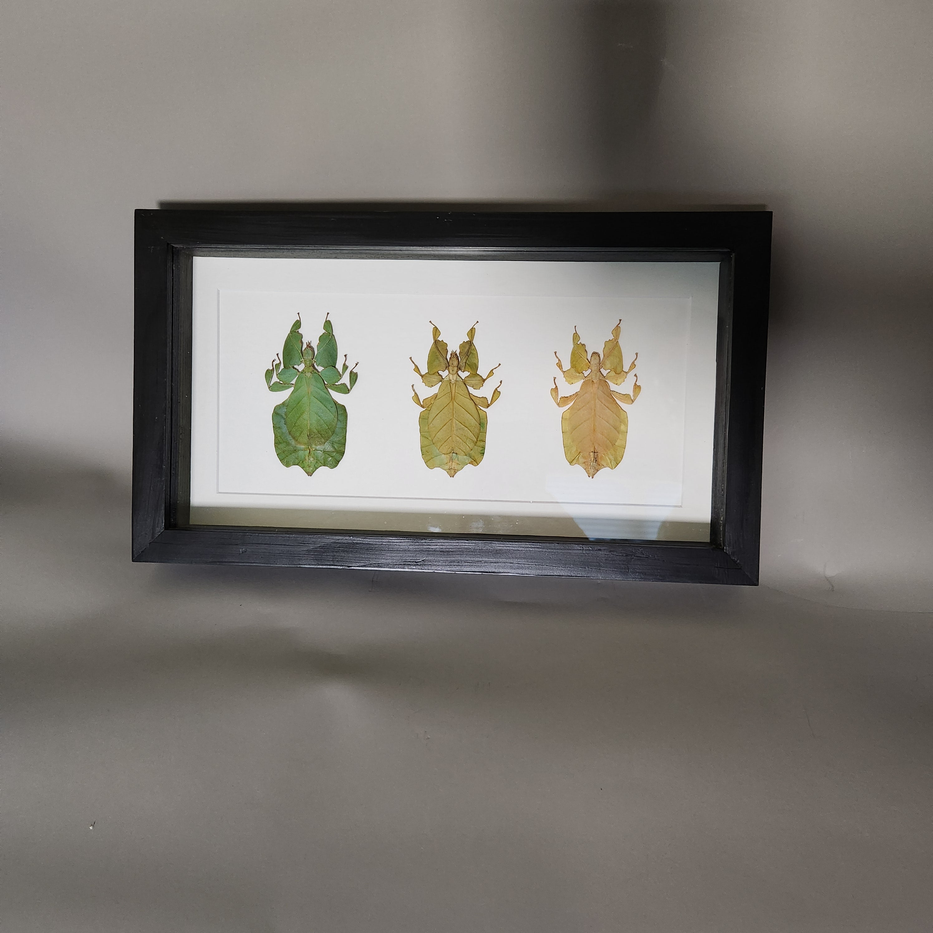 Leaf Insect Collection