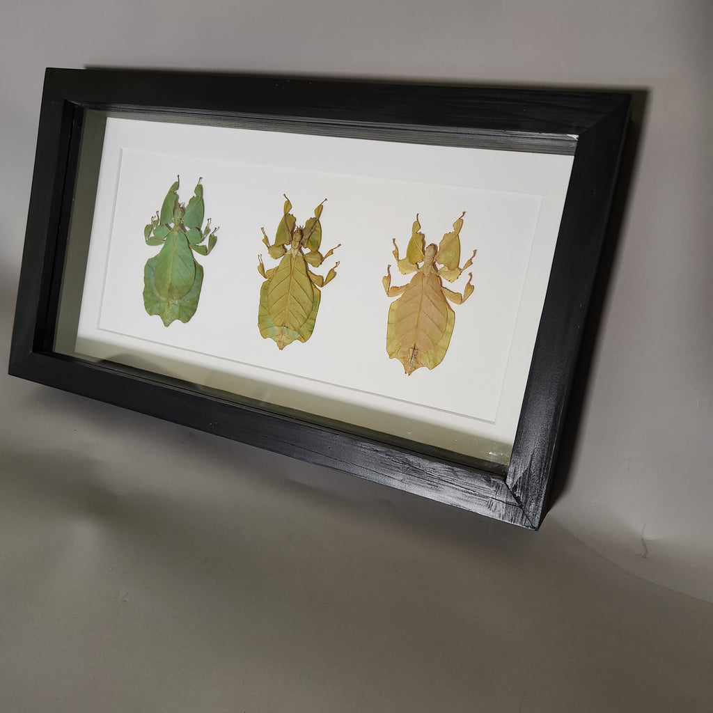 Leaf Insect Collection