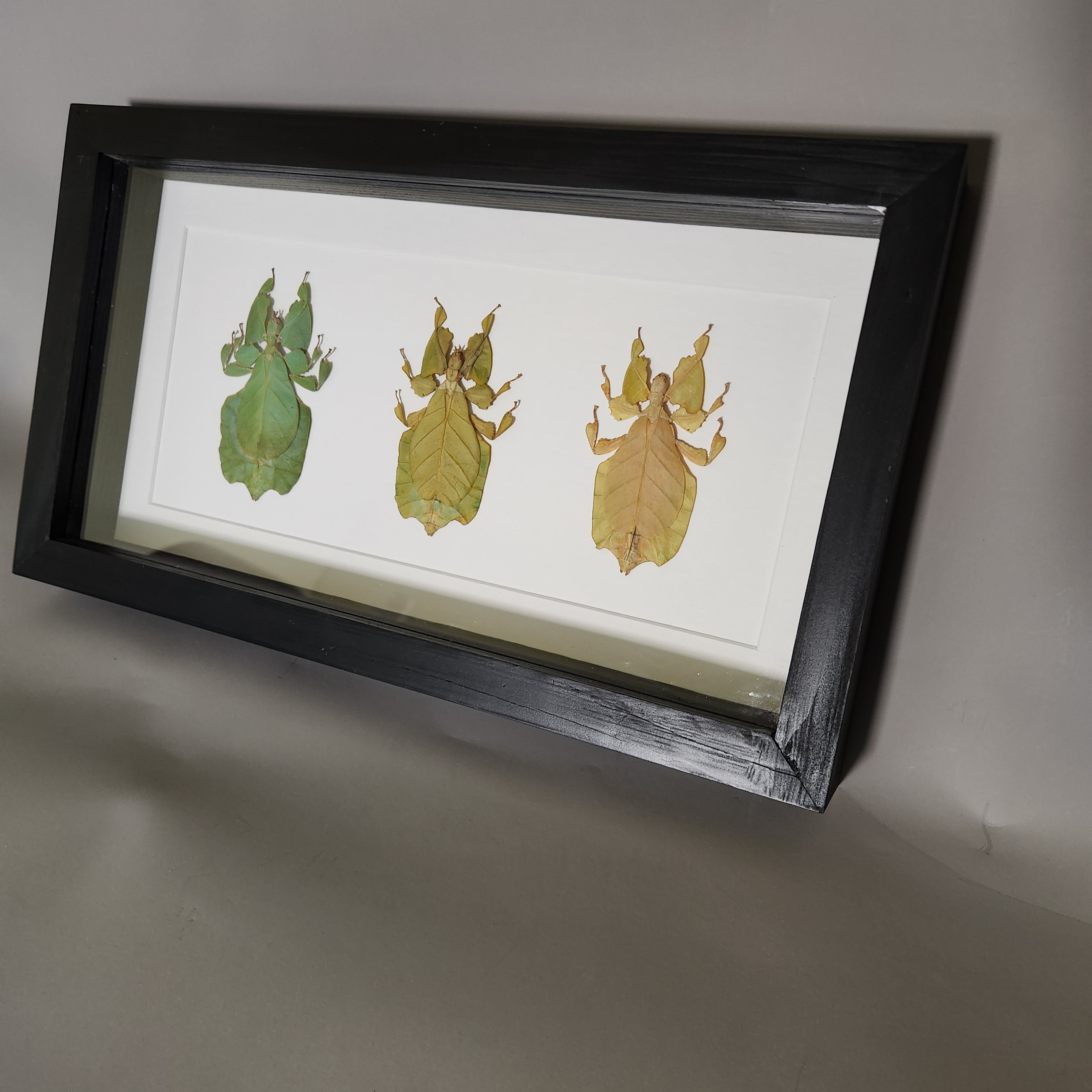 Leaf Insect Collection
