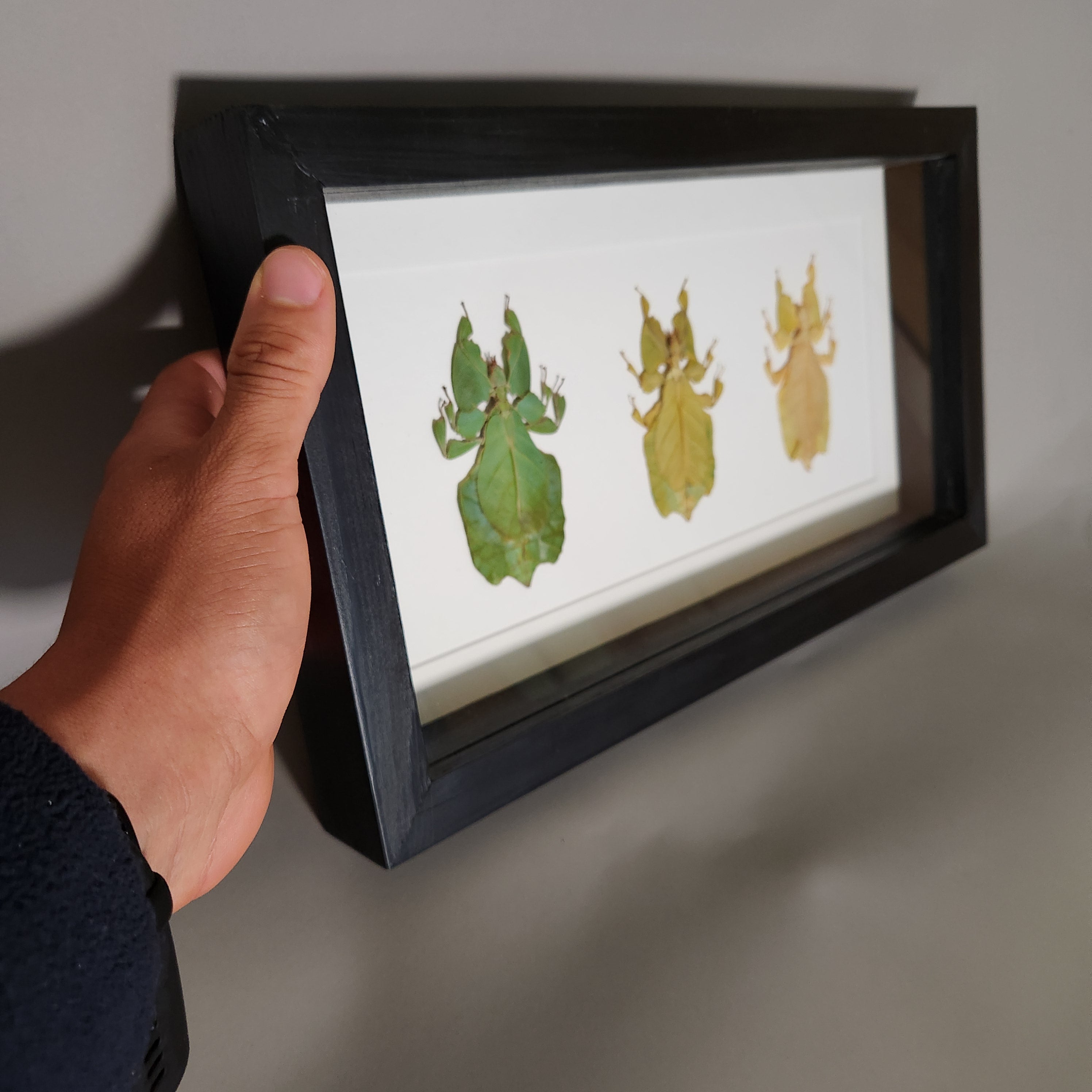 Leaf Insect Collection