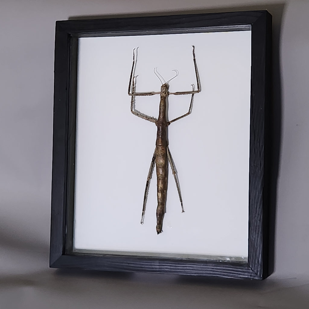 Woody Stick Insect