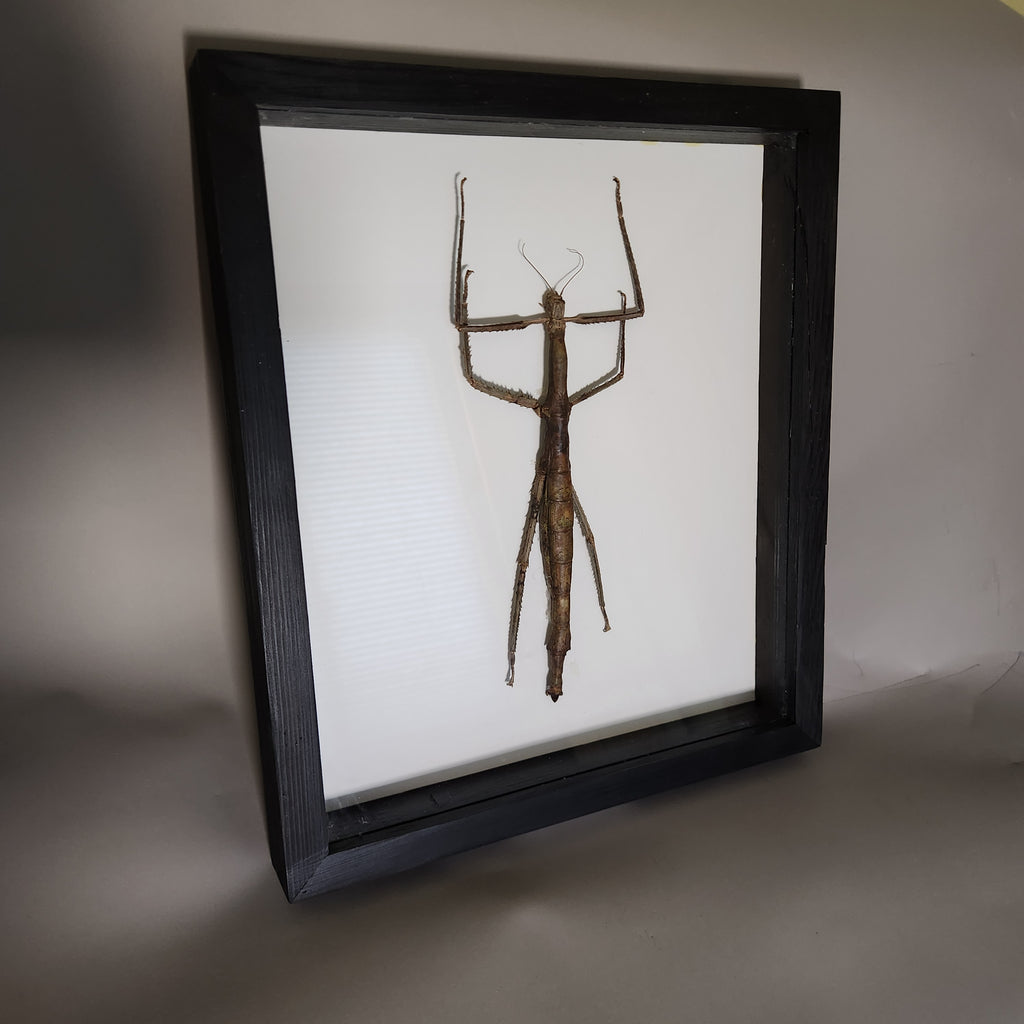 Woody Stick Insect