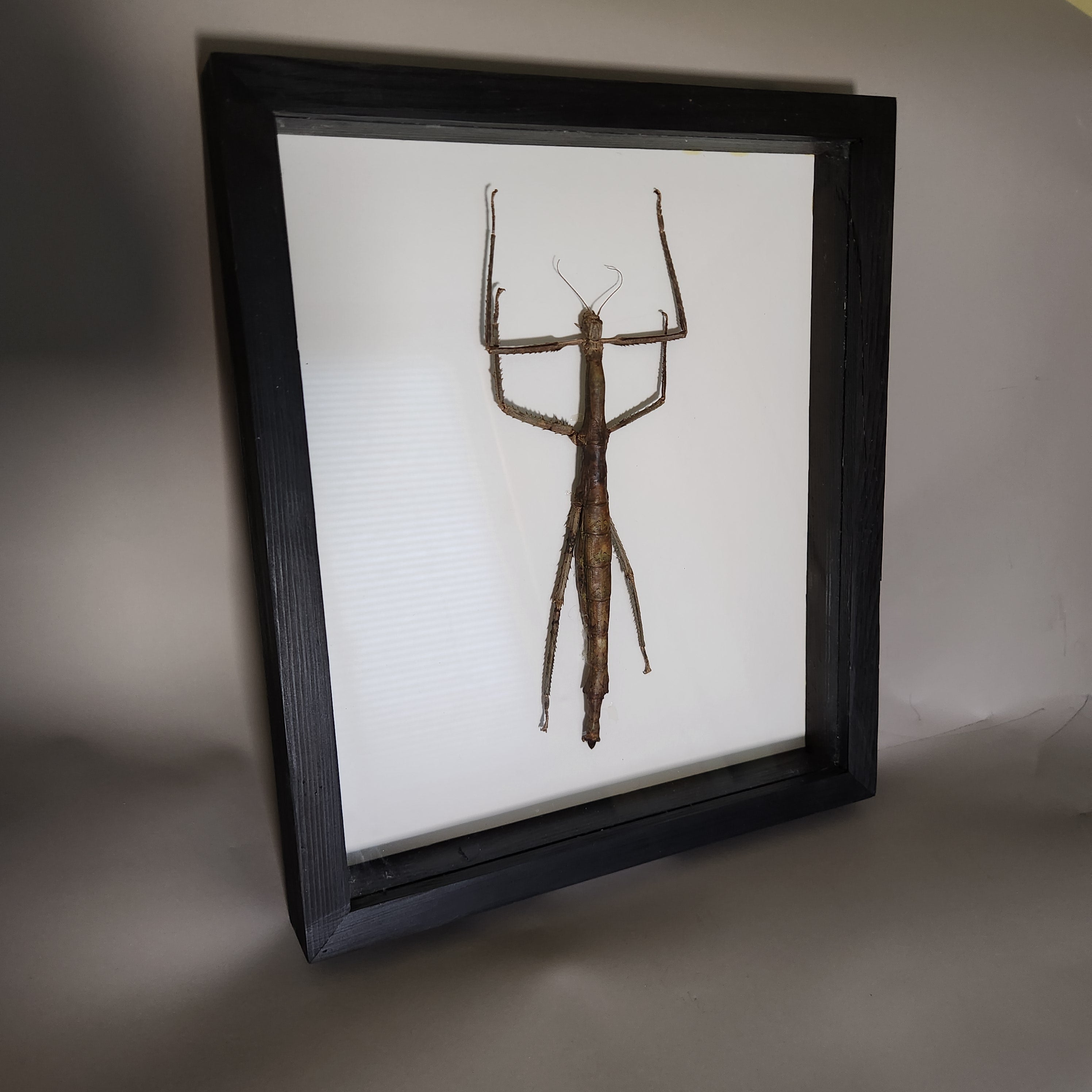 Woody Stick Insect