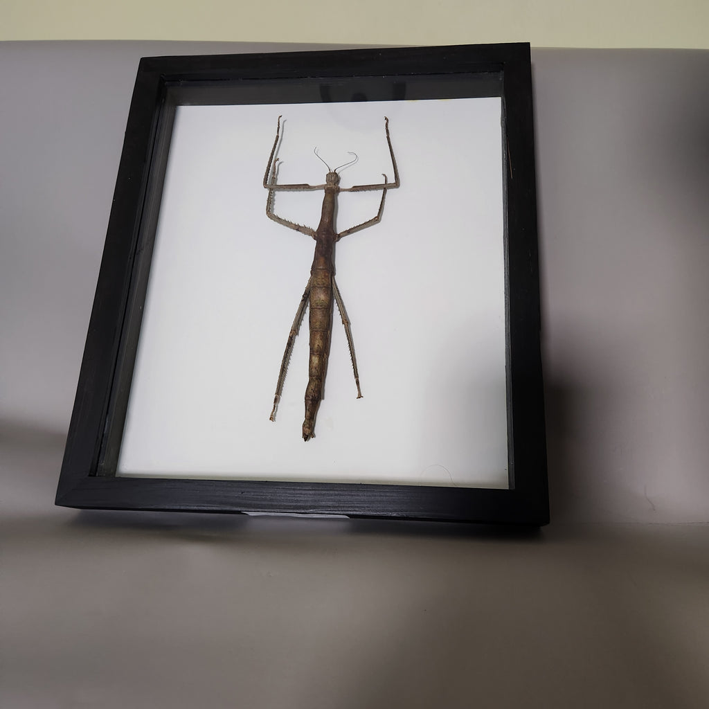 Woody Stick Insect
