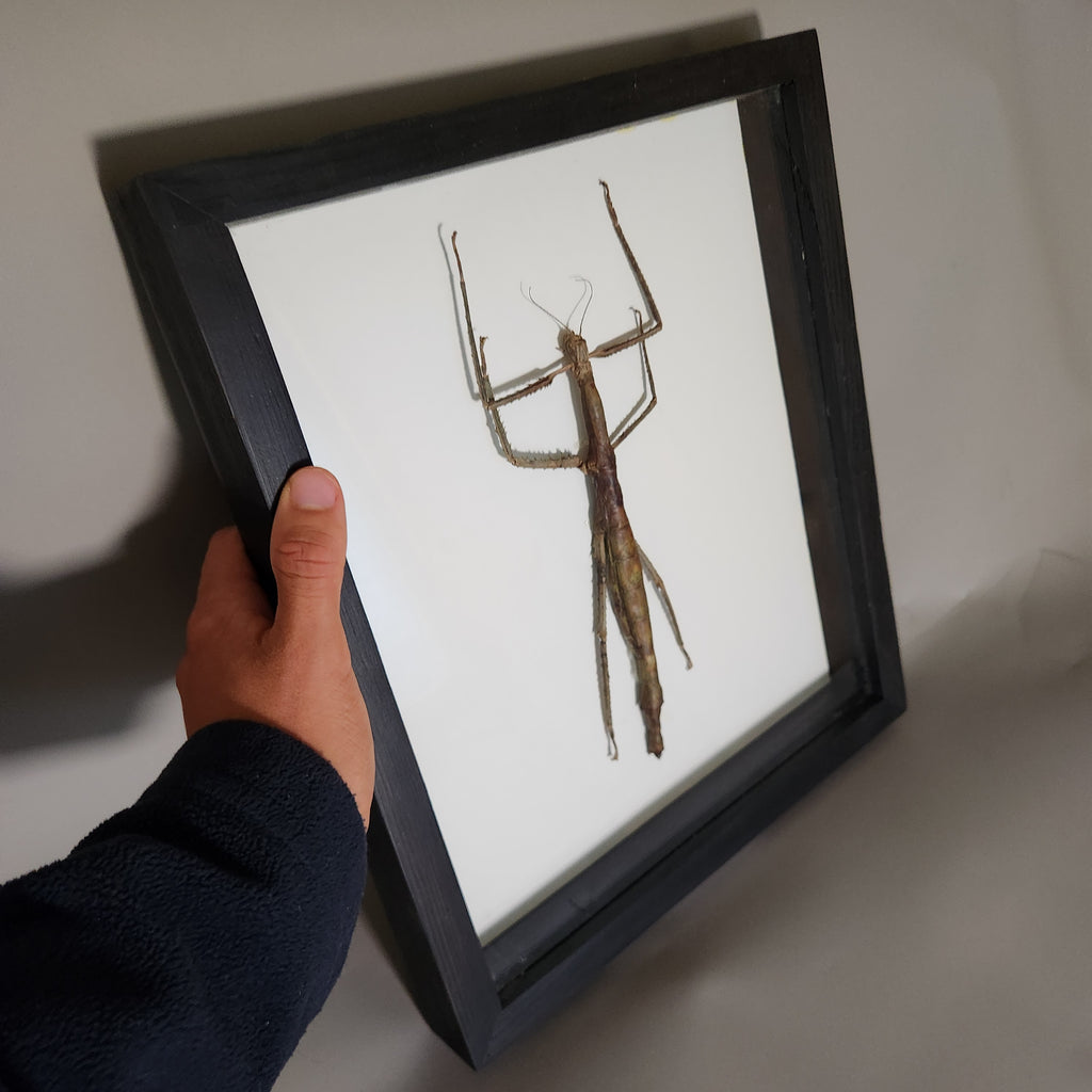 Woody Stick Insect