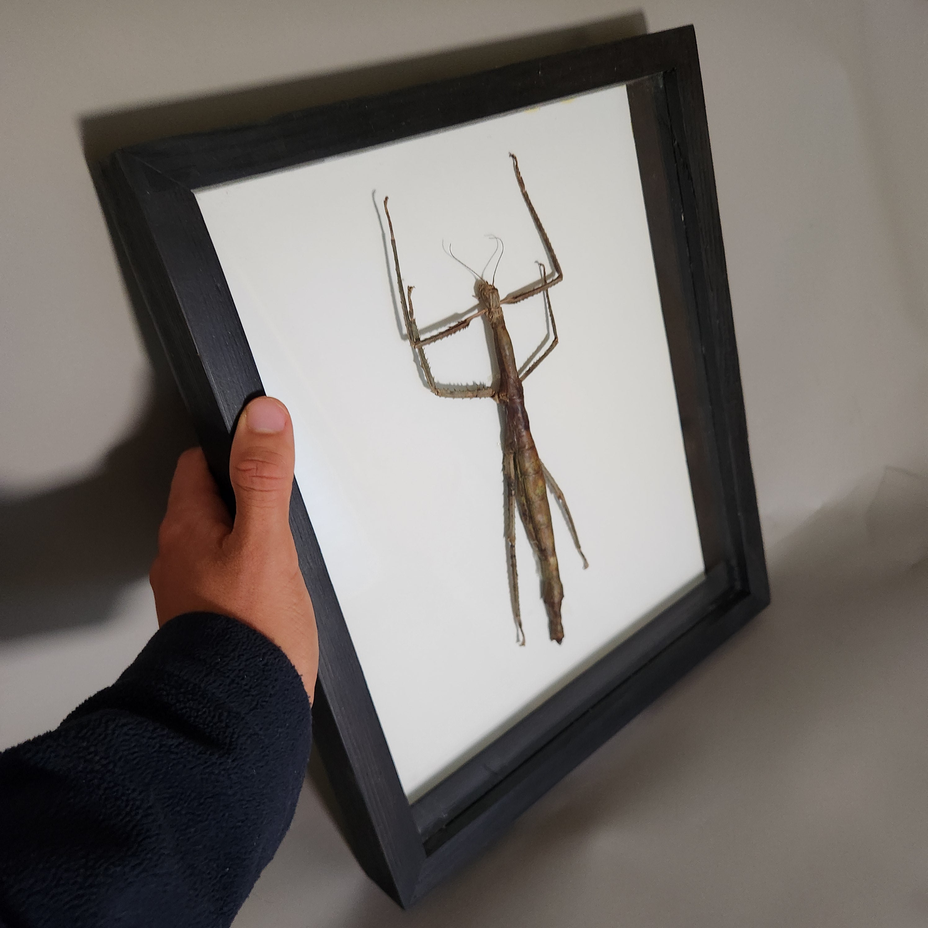 Woody Stick Insect