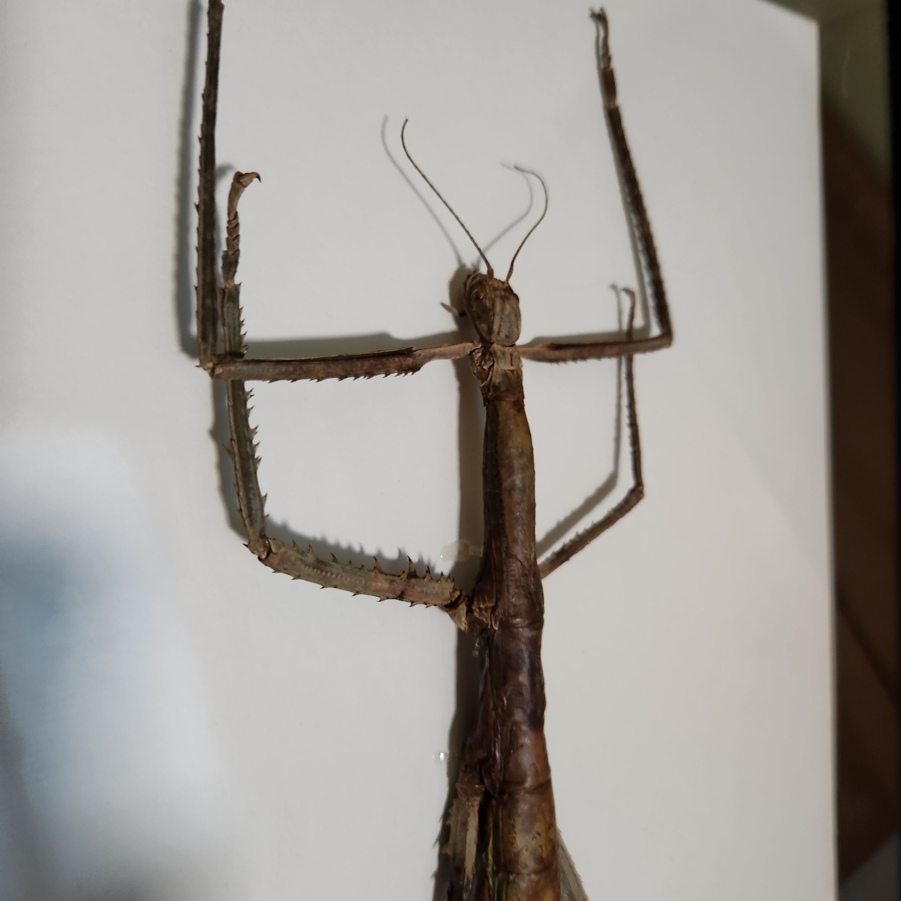 Woody Stick Insect