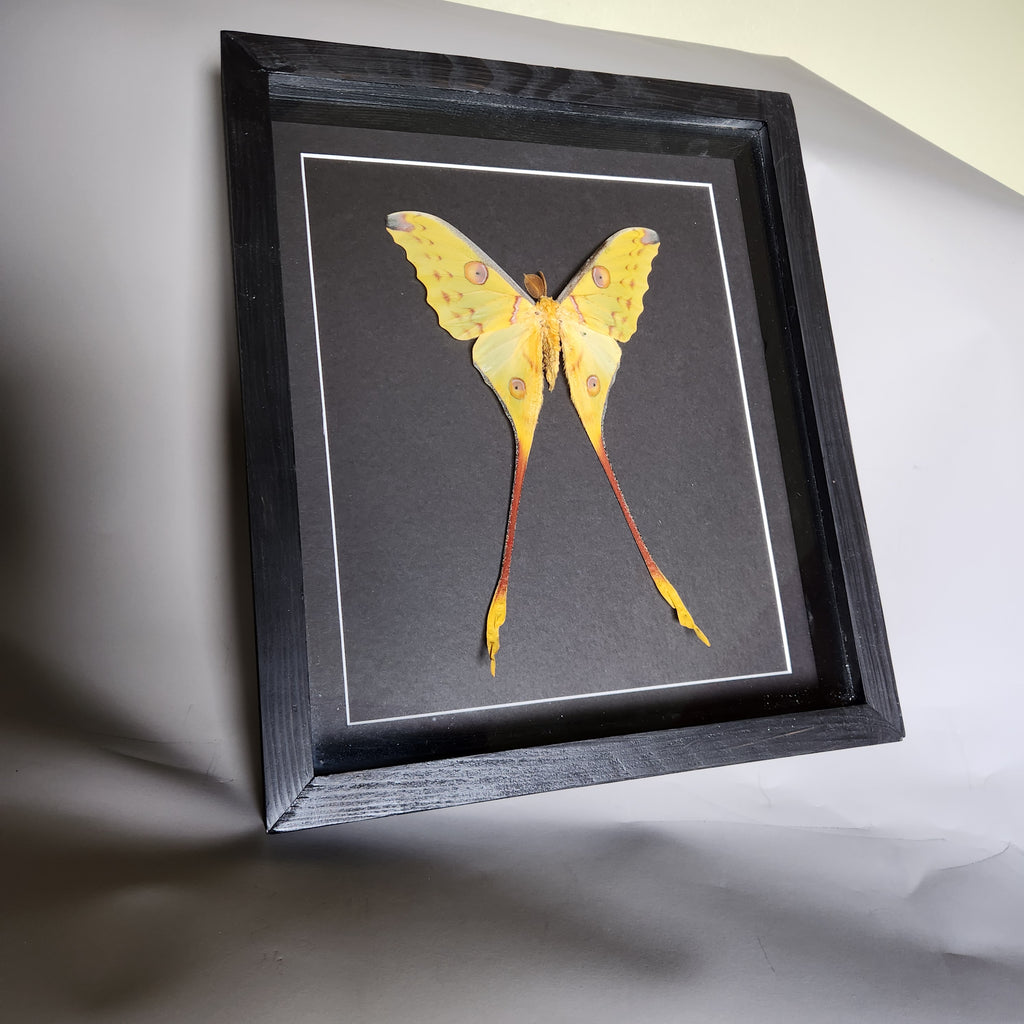 Comet Moth (male)