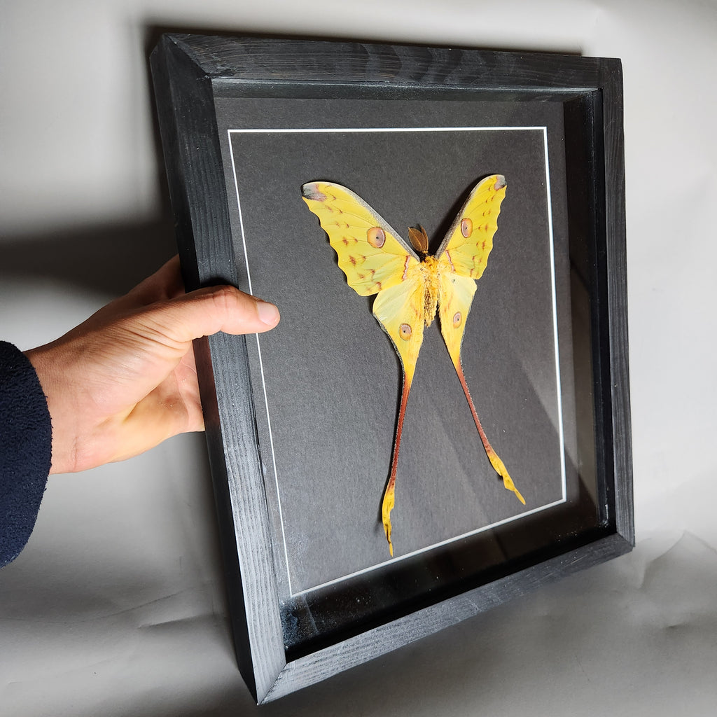 Comet Moth (male)