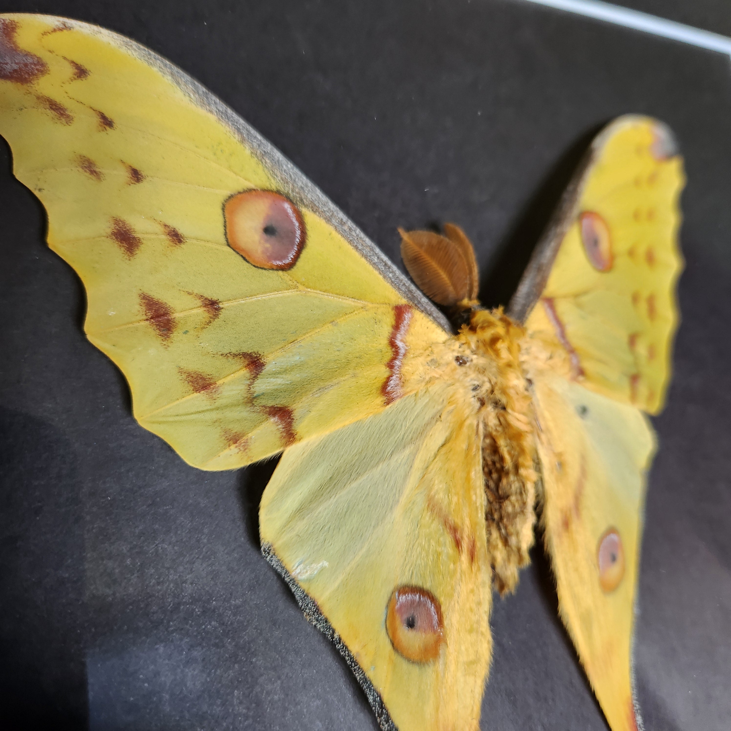 Comet Moth (male)