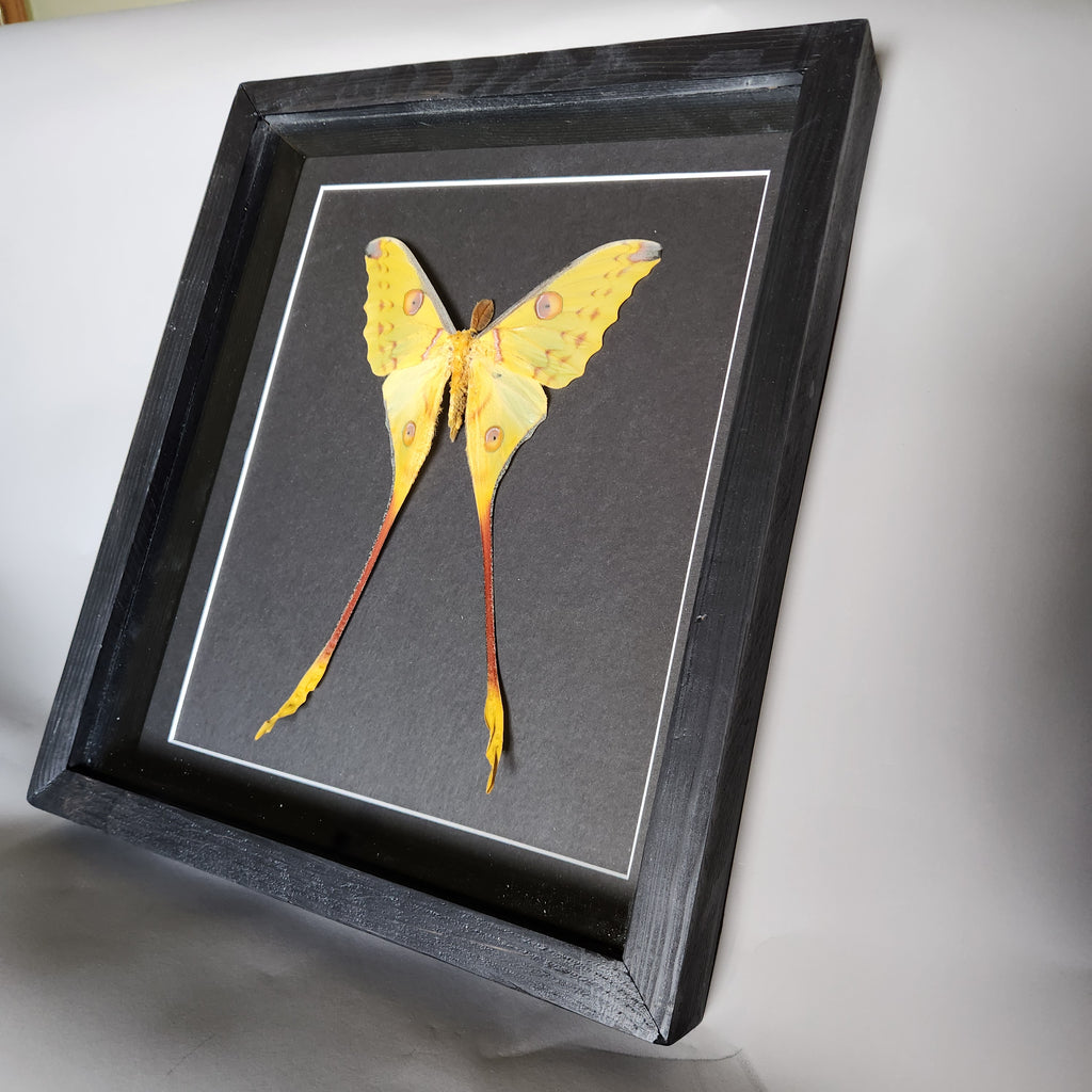 Comet Moth (male)