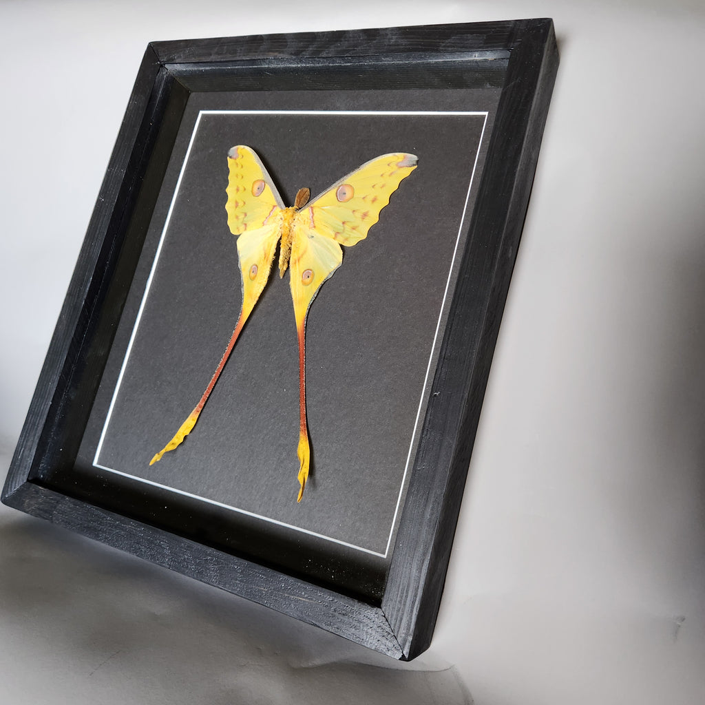 Comet Moth (male)
