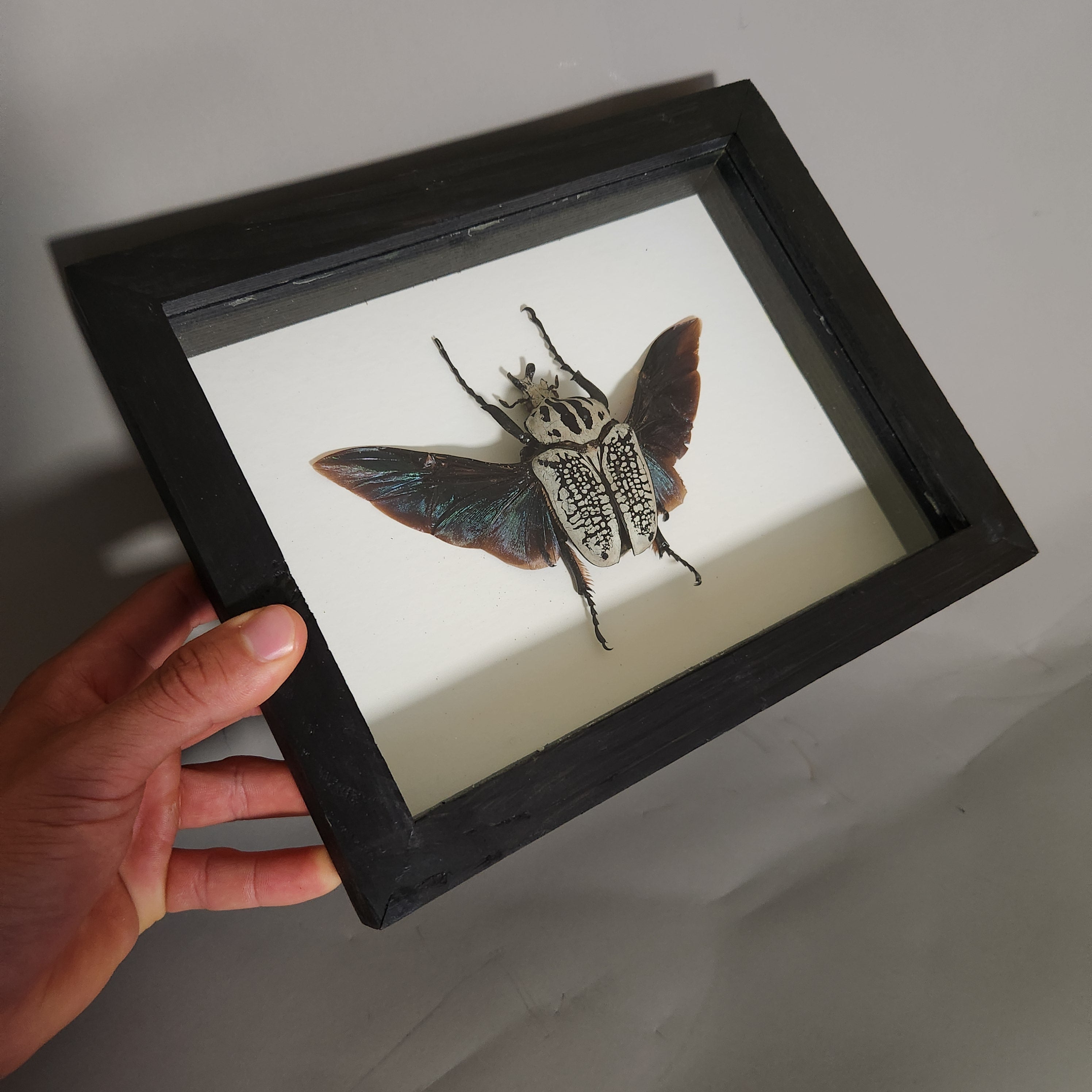 Goliath Beetle | Framed Preserved Specimen | Gothic Wall Art