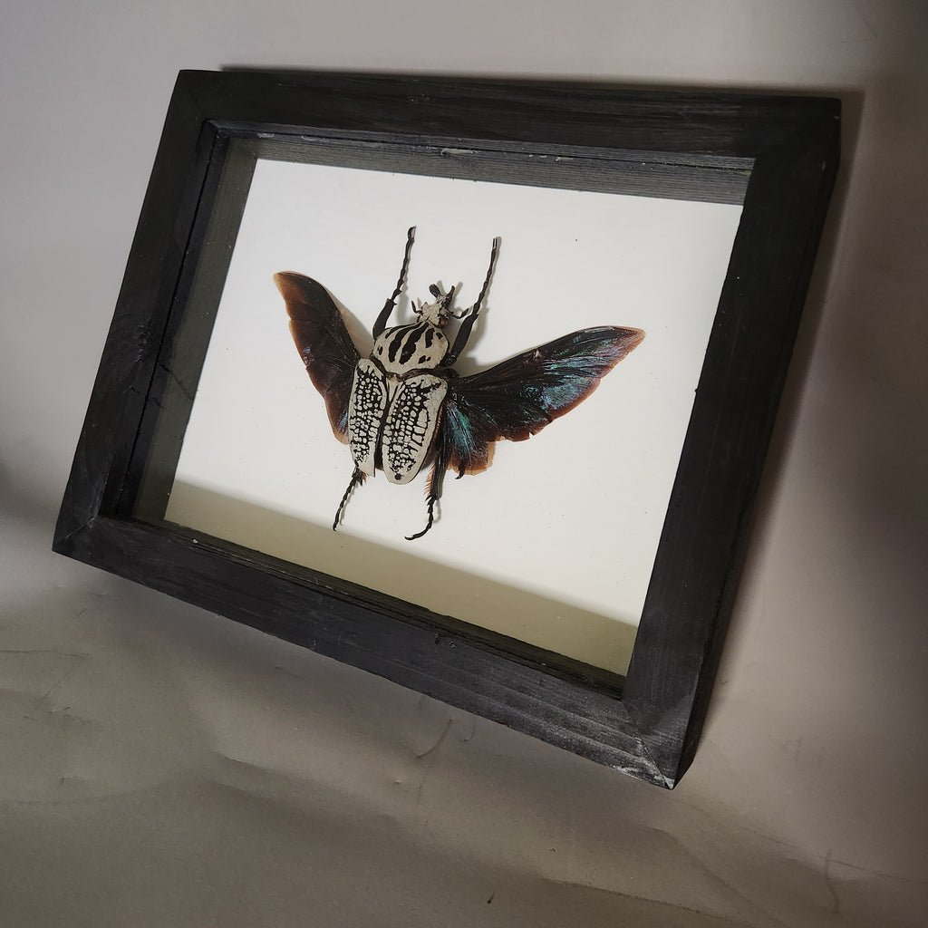 Goliath Beetle | Framed Preserved Specimen | Gothic Wall Art