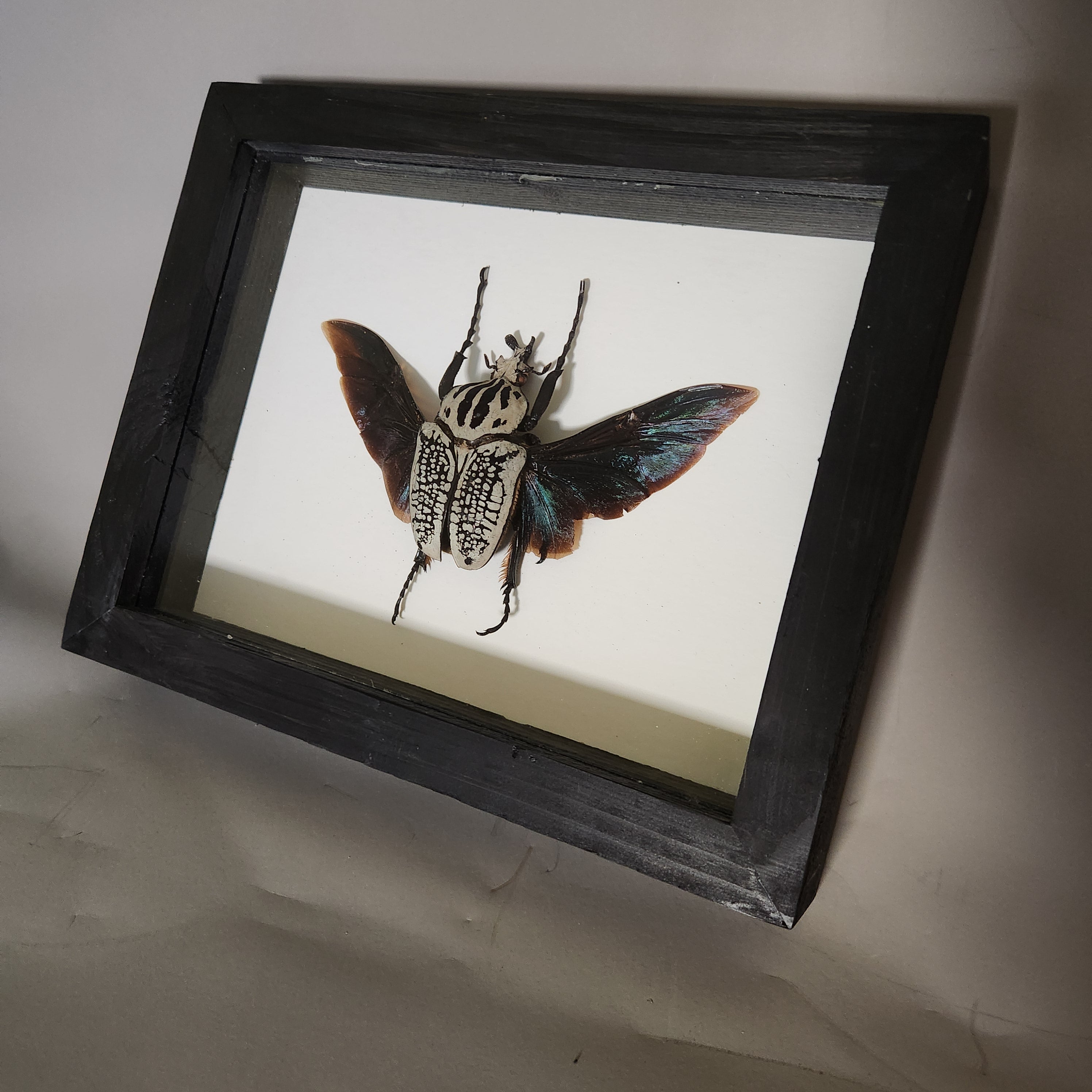 Goliath Beetle | Framed Preserved Specimen | Gothic Wall Art