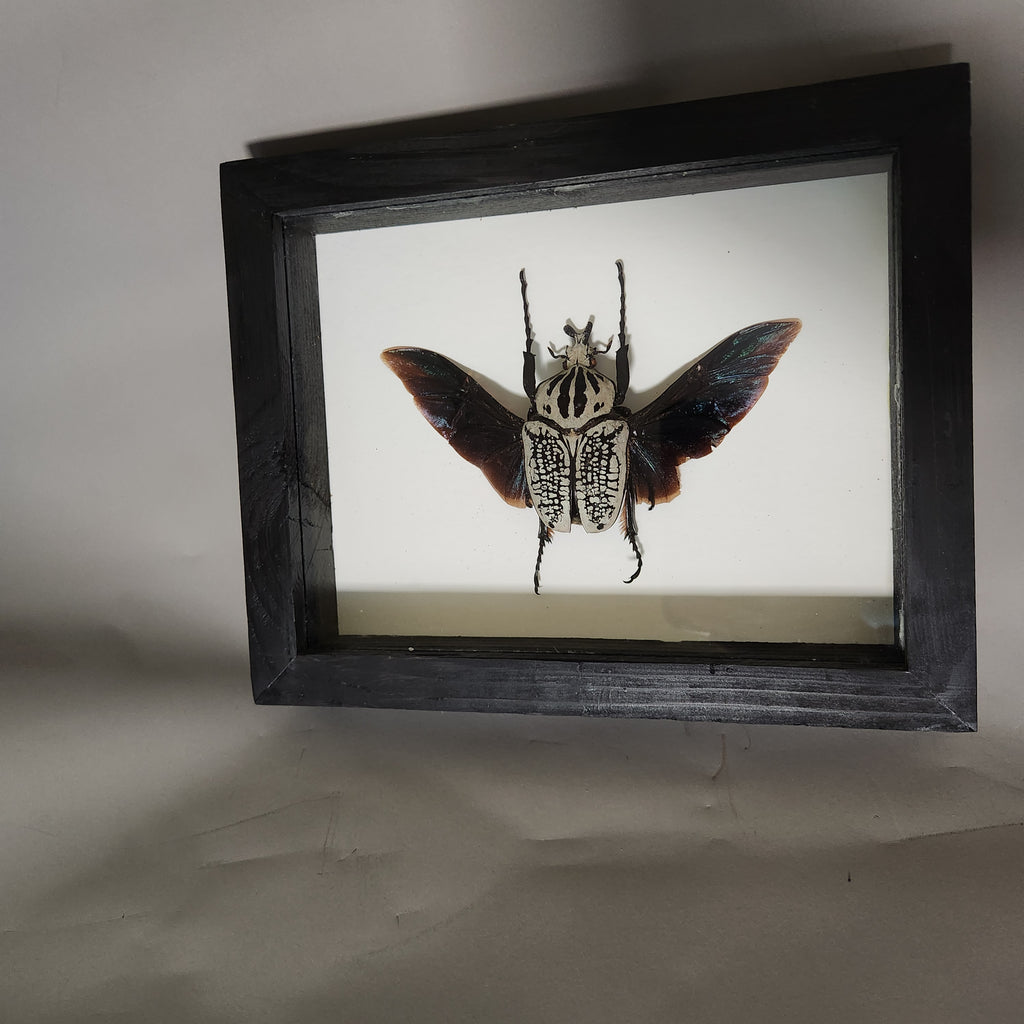 Goliath Beetle | Framed Preserved Specimen | Gothic Wall Art