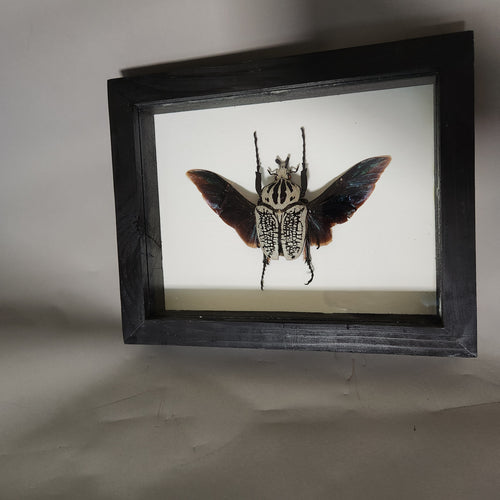 Goliath Beetle | Framed Preserved Specimen | Gothic Wall Art