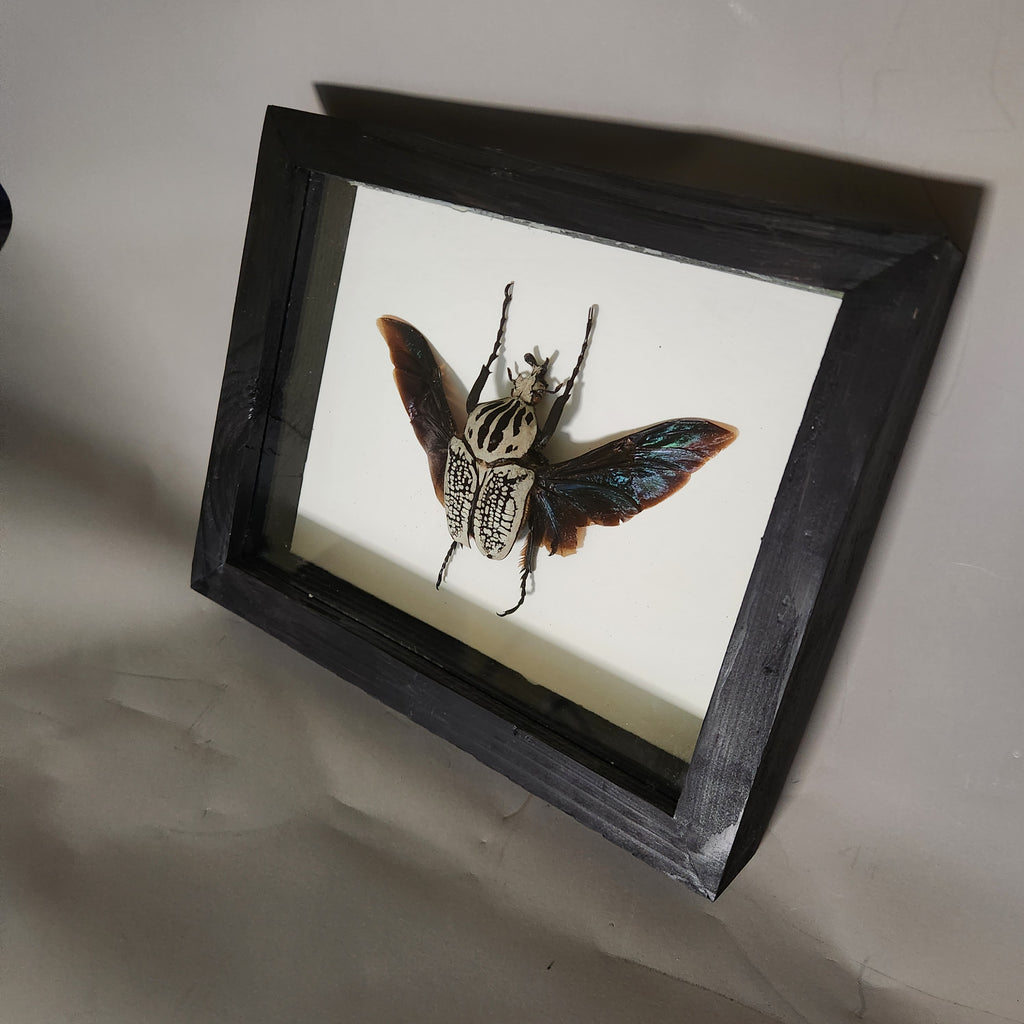 Goliath Beetle | Framed Preserved Specimen | Gothic Wall Art