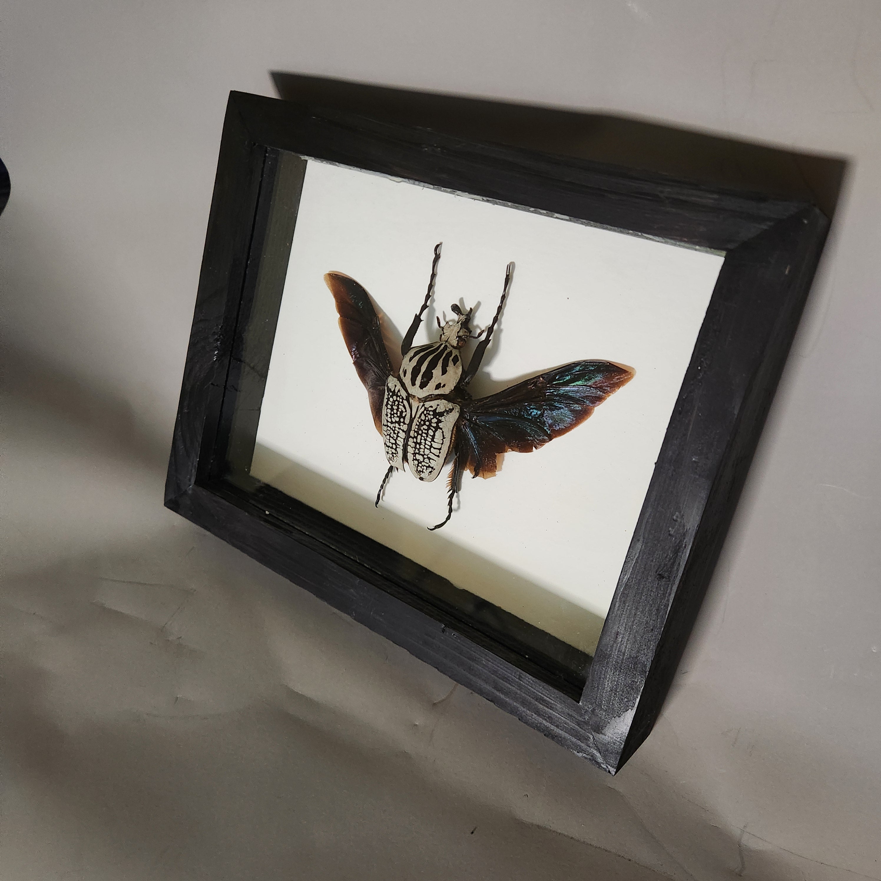 Goliath Beetle | Framed Preserved Specimen | Gothic Wall Art