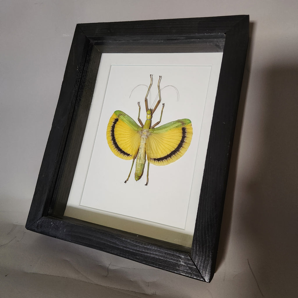 Yellow Banded Stick Insect | Framed Preserved Specimen | Gothic Wall Art