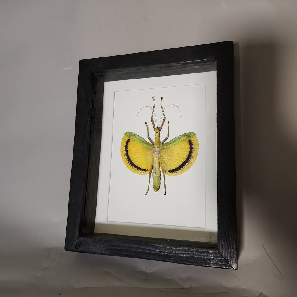 Yellow Banded Stick Insect | Framed Preserved Specimen | Gothic Wall Art