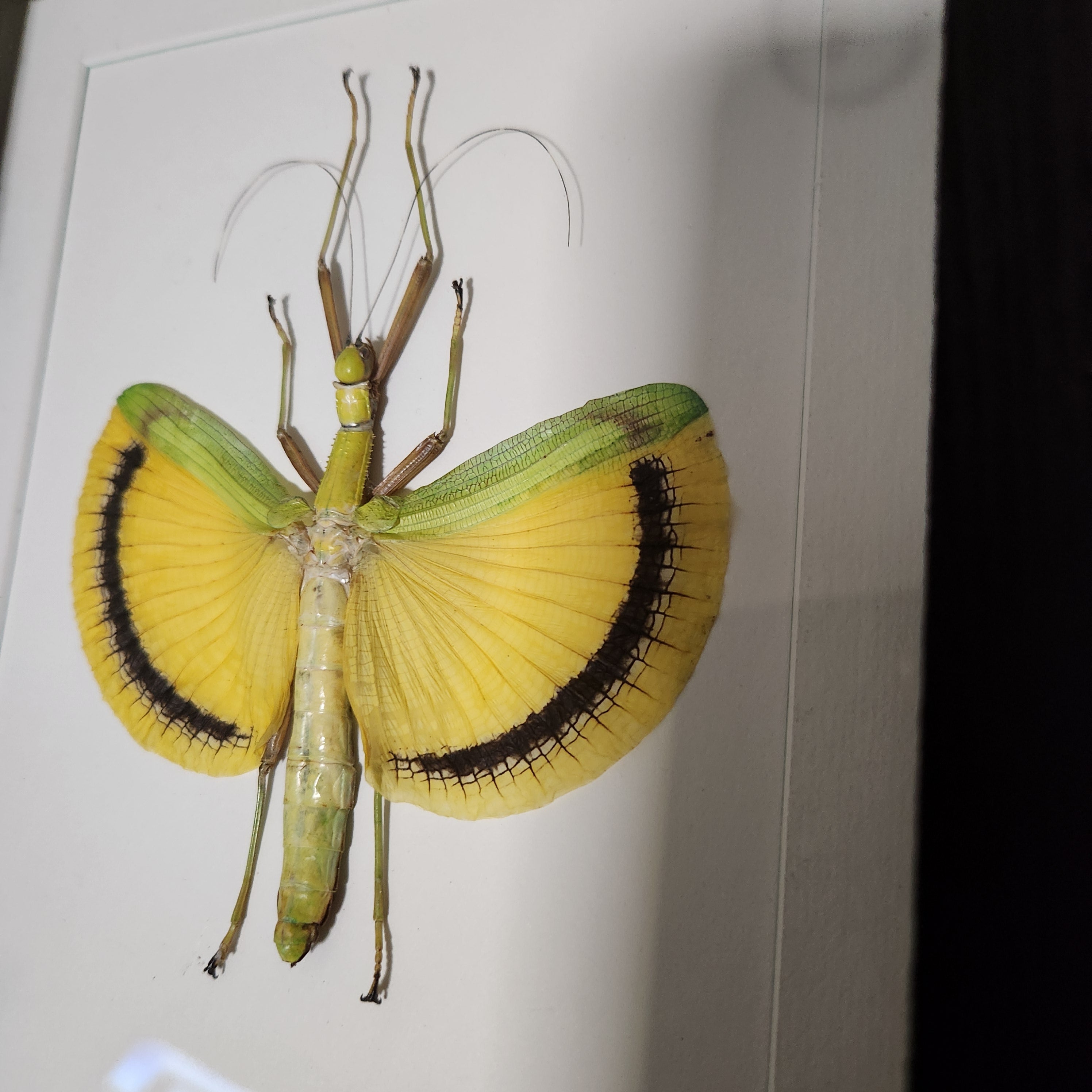 Yellow Banded Stick Insect | Framed Preserved Specimen | Gothic Wall Art