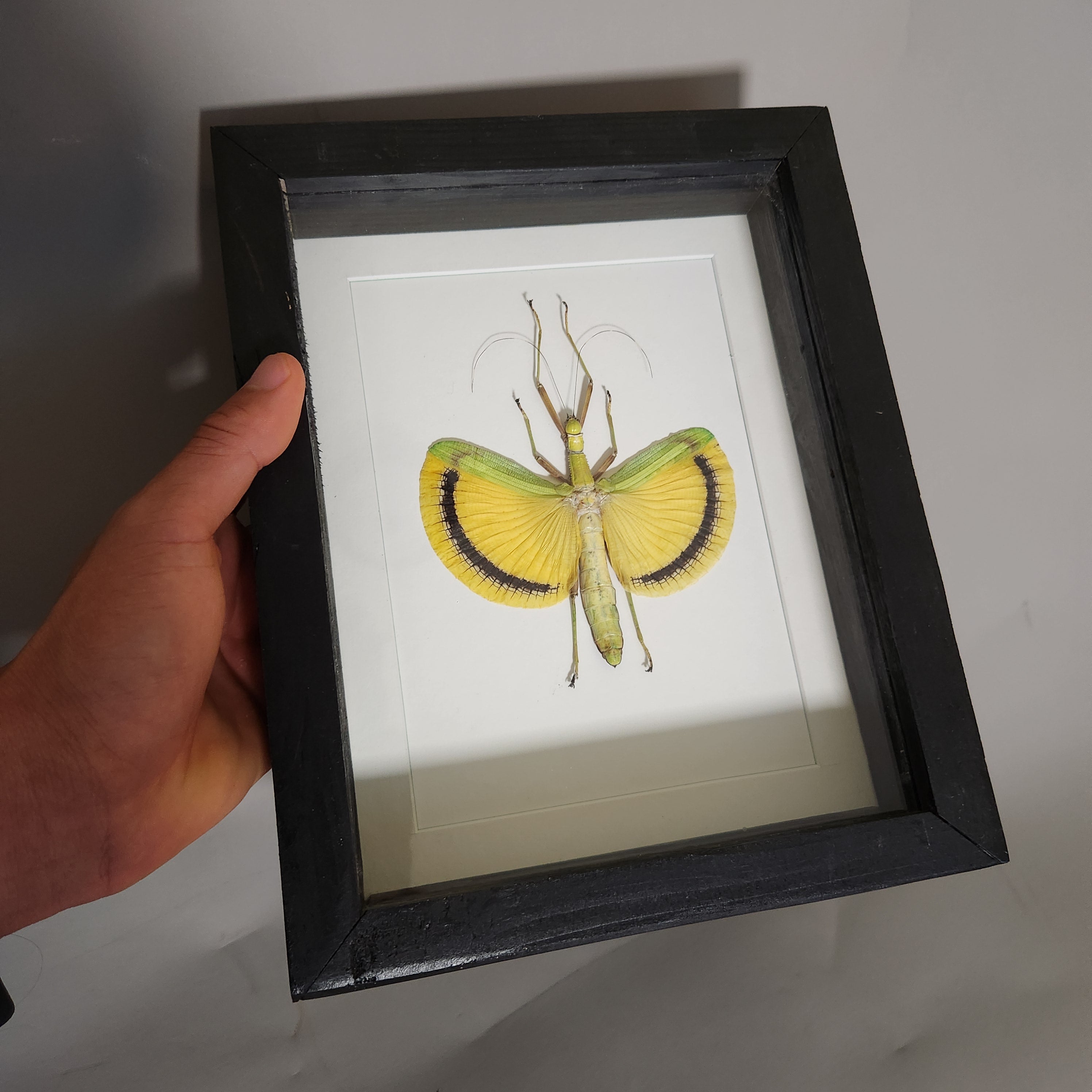 Yellow Banded Stick Insect | Framed Preserved Specimen | Gothic Wall Art