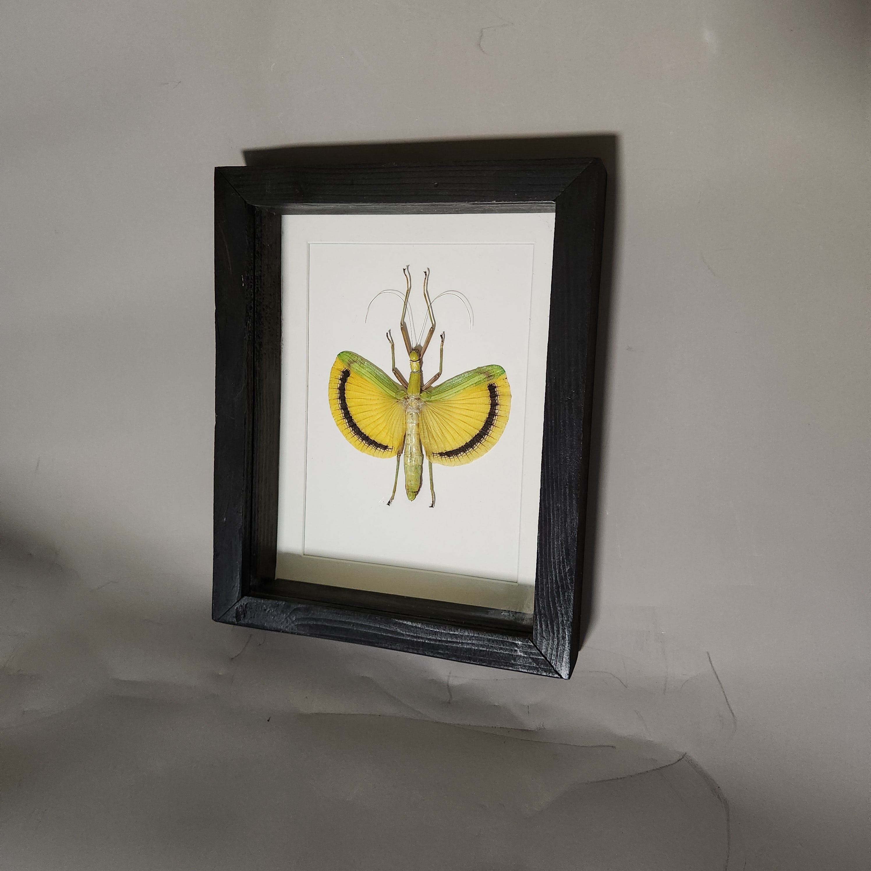Yellow Banded Stick Insect | Framed Preserved Specimen | Gothic Wall Art