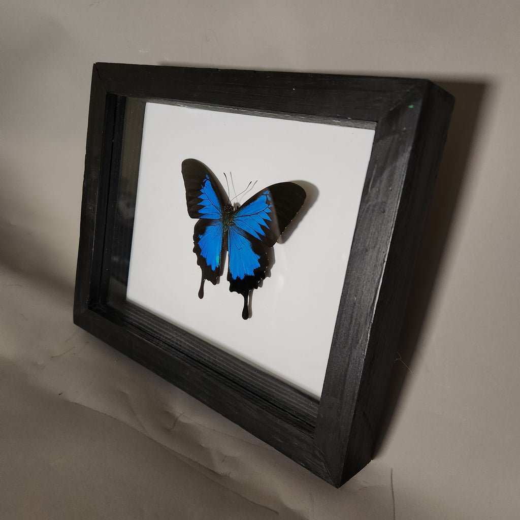 Blue Mountain Swallowtail Butterfly