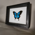 Blue Mountain Swallowtail Butterfly