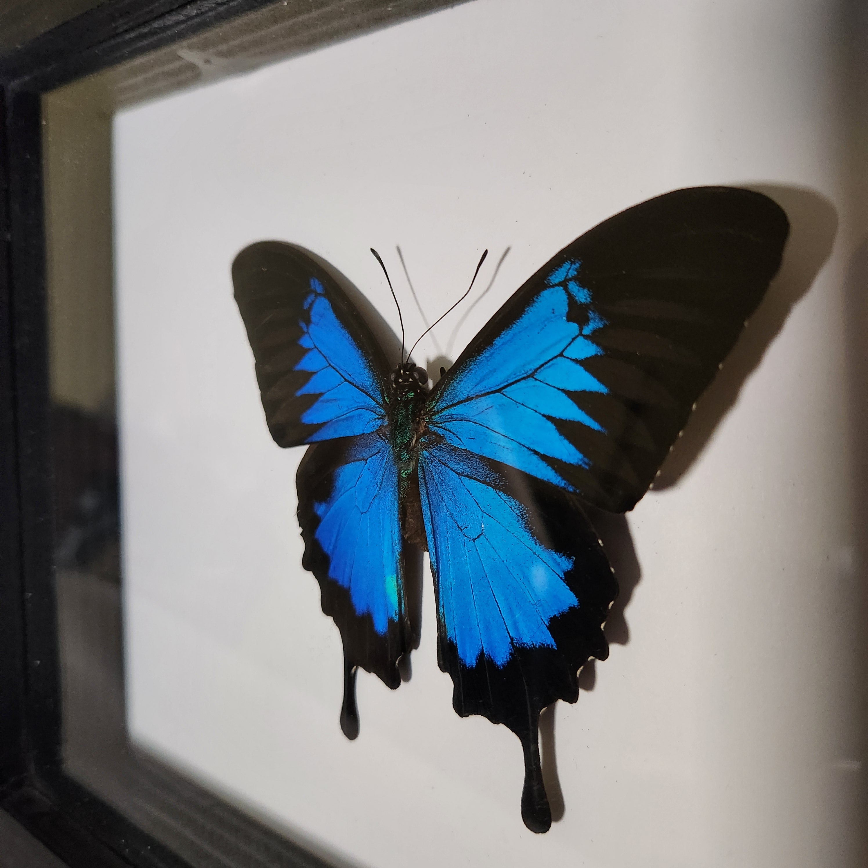 Blue Mountain Swallowtail Butterfly