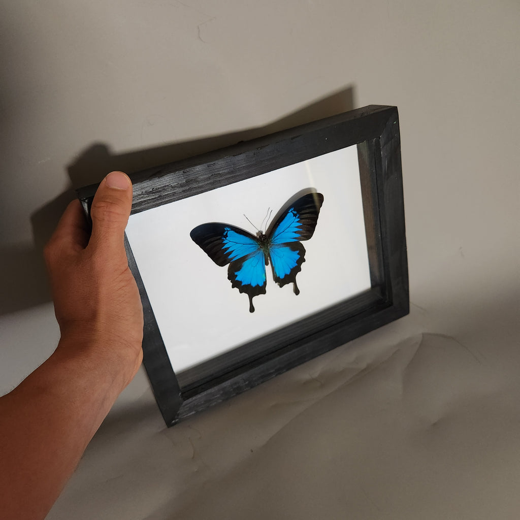Blue Mountain Swallowtail Butterfly