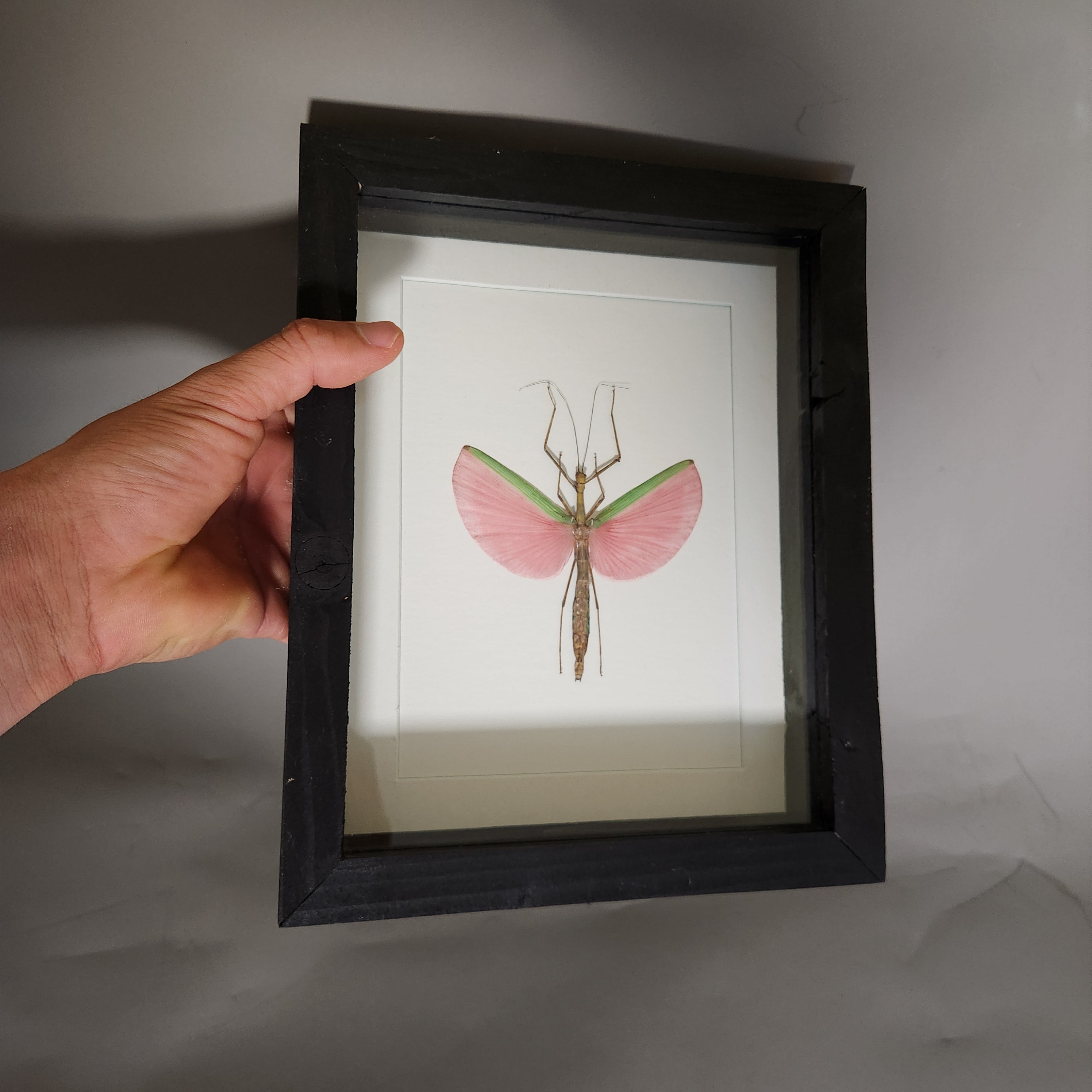 Pink Stick Insect | Framed Preserved Specimen | Gothic Wall Art