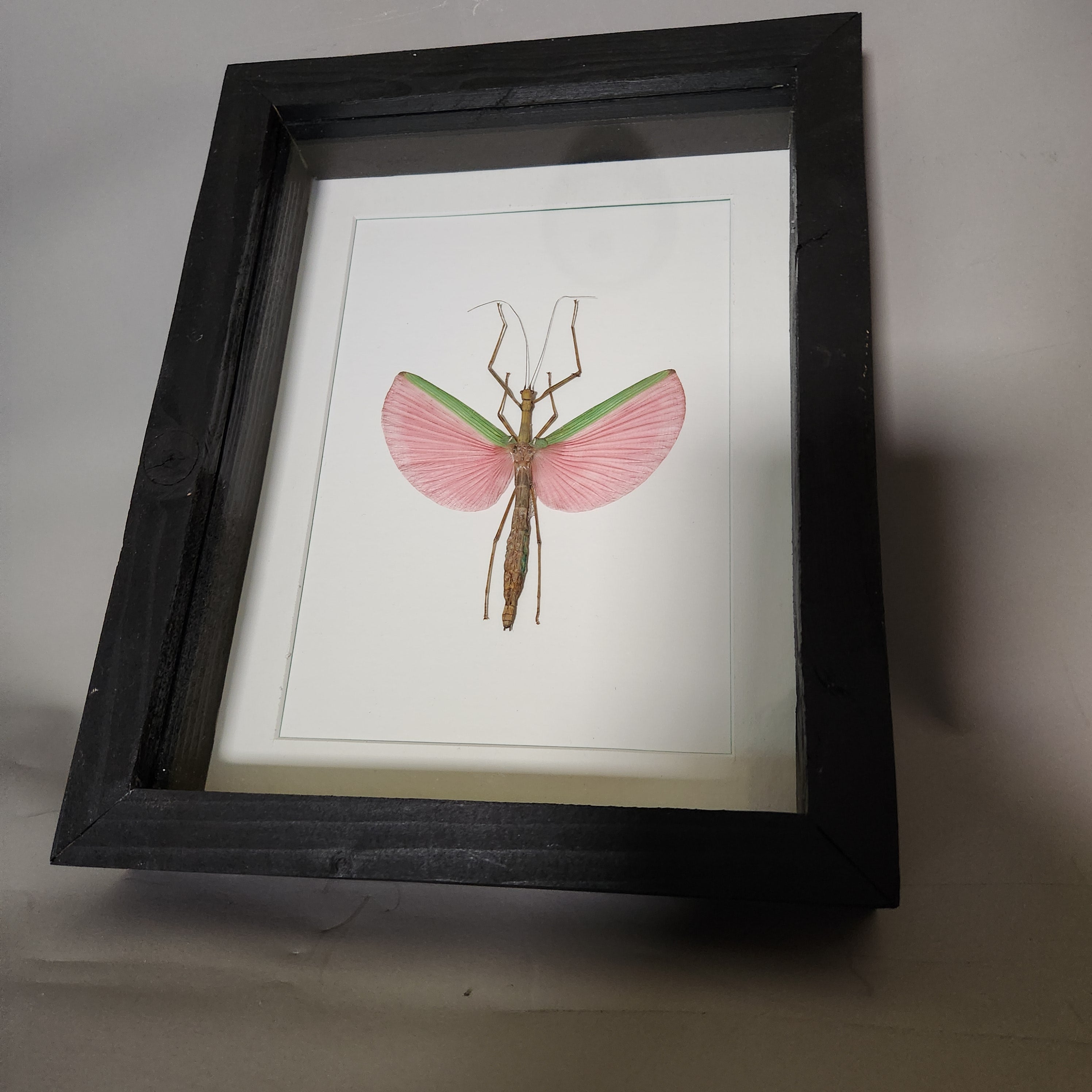 Pink Stick Insect | Framed Preserved Specimen | Gothic Wall Art