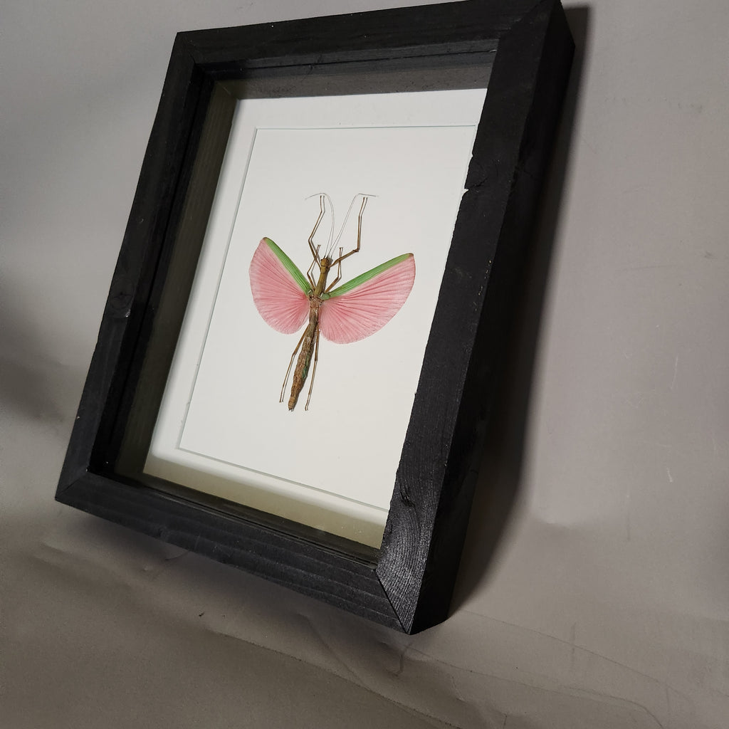 Pink Stick Insect | Framed Preserved Specimen | Gothic Wall Art