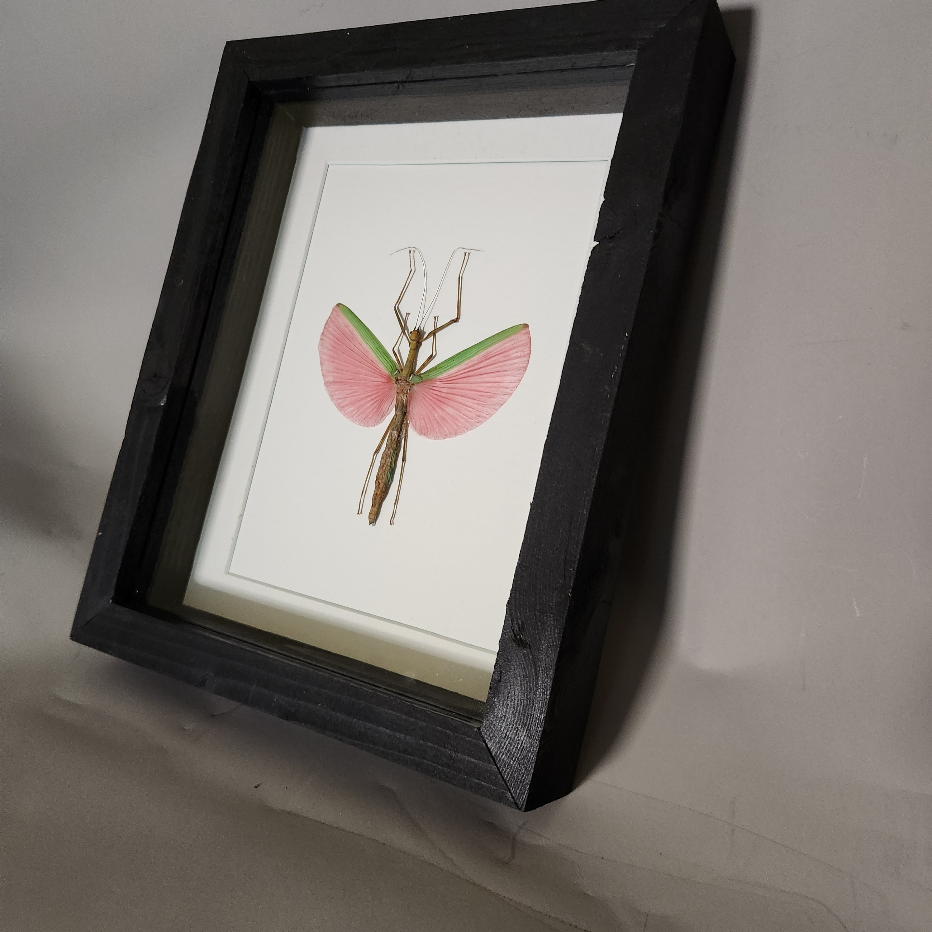 Pink Stick Insect | Framed Preserved Specimen | Gothic Wall Art