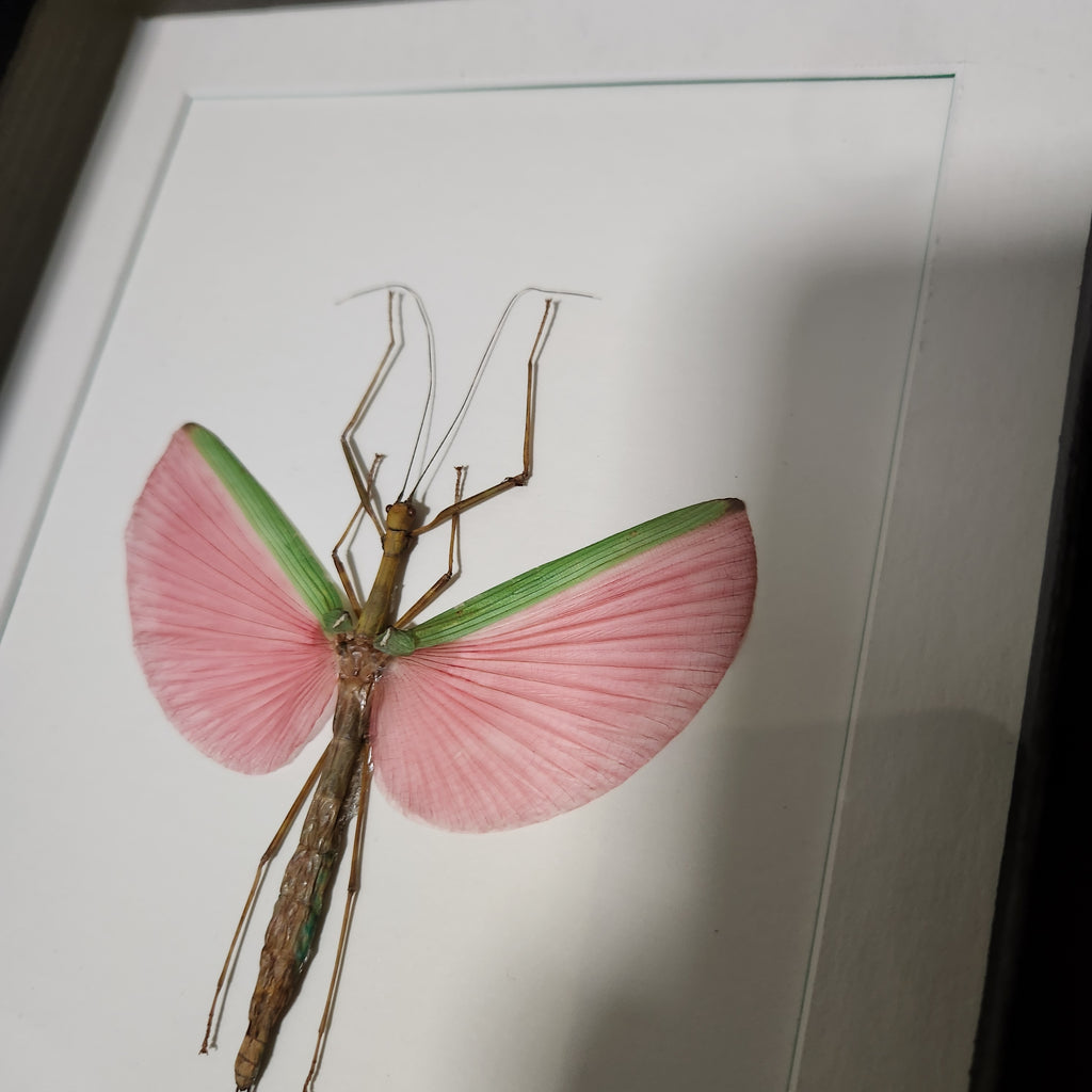 Pink Stick Insect | Framed Preserved Specimen | Gothic Wall Art