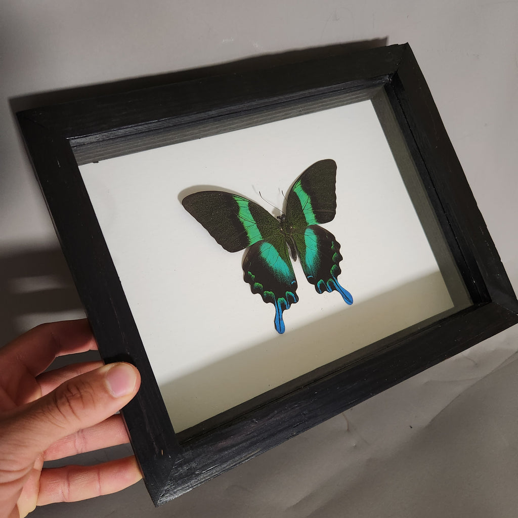 Papilio Blumei | Framed Preserved Specimen | Gothic Wall Art
